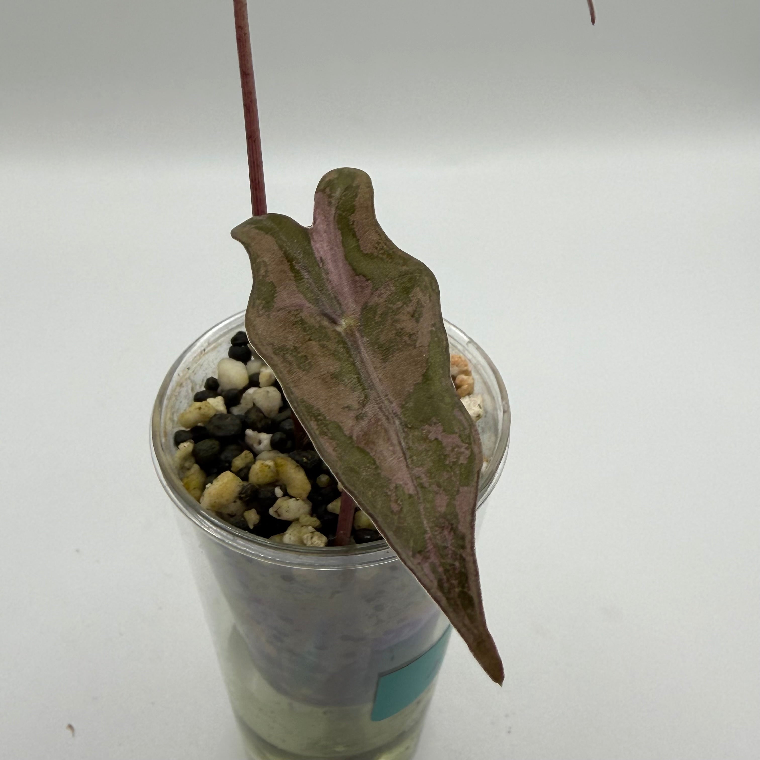 Alocasia Nobilis pink