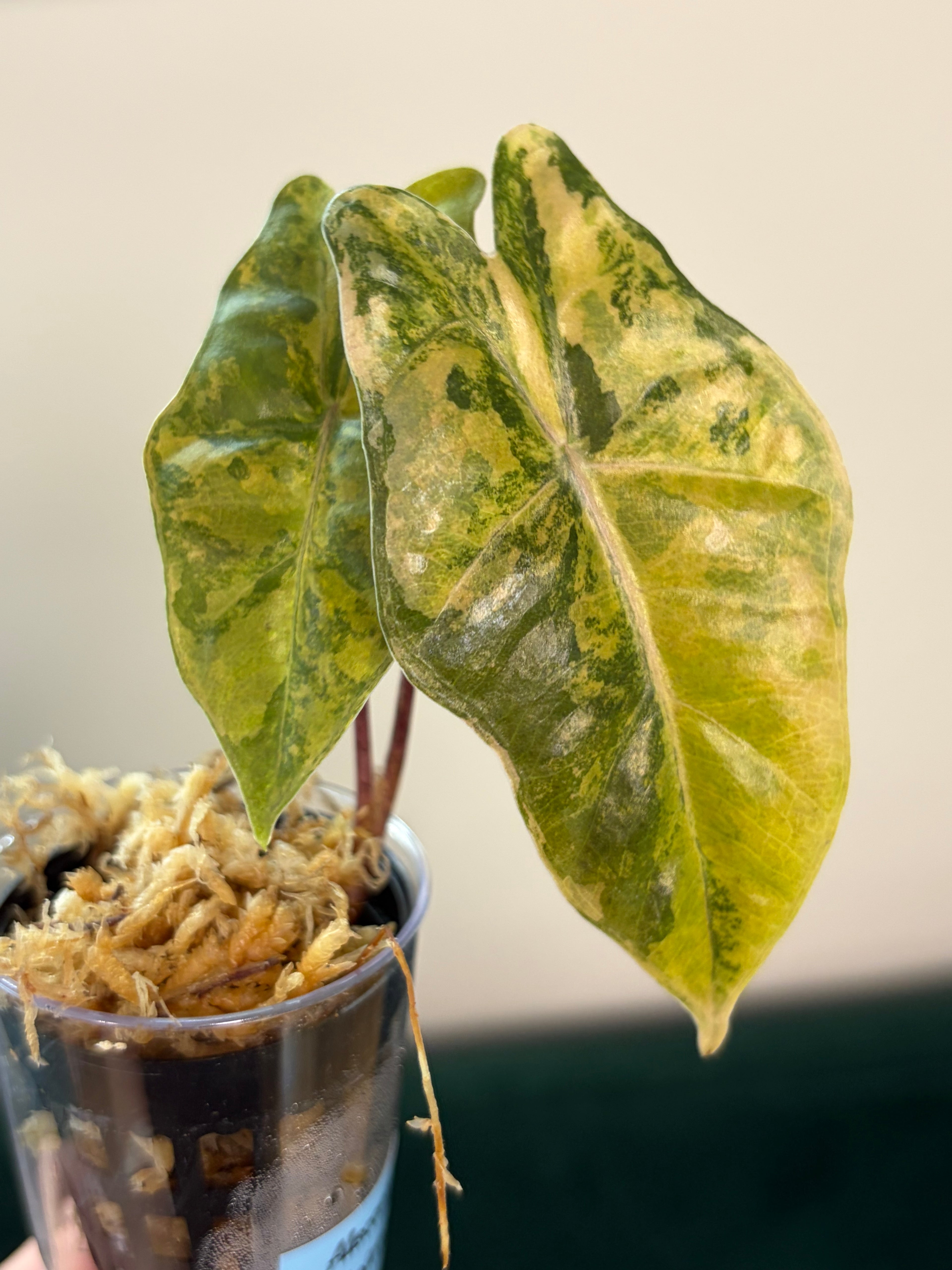 Alocasia Pseudo Sanderiana aurea #1
