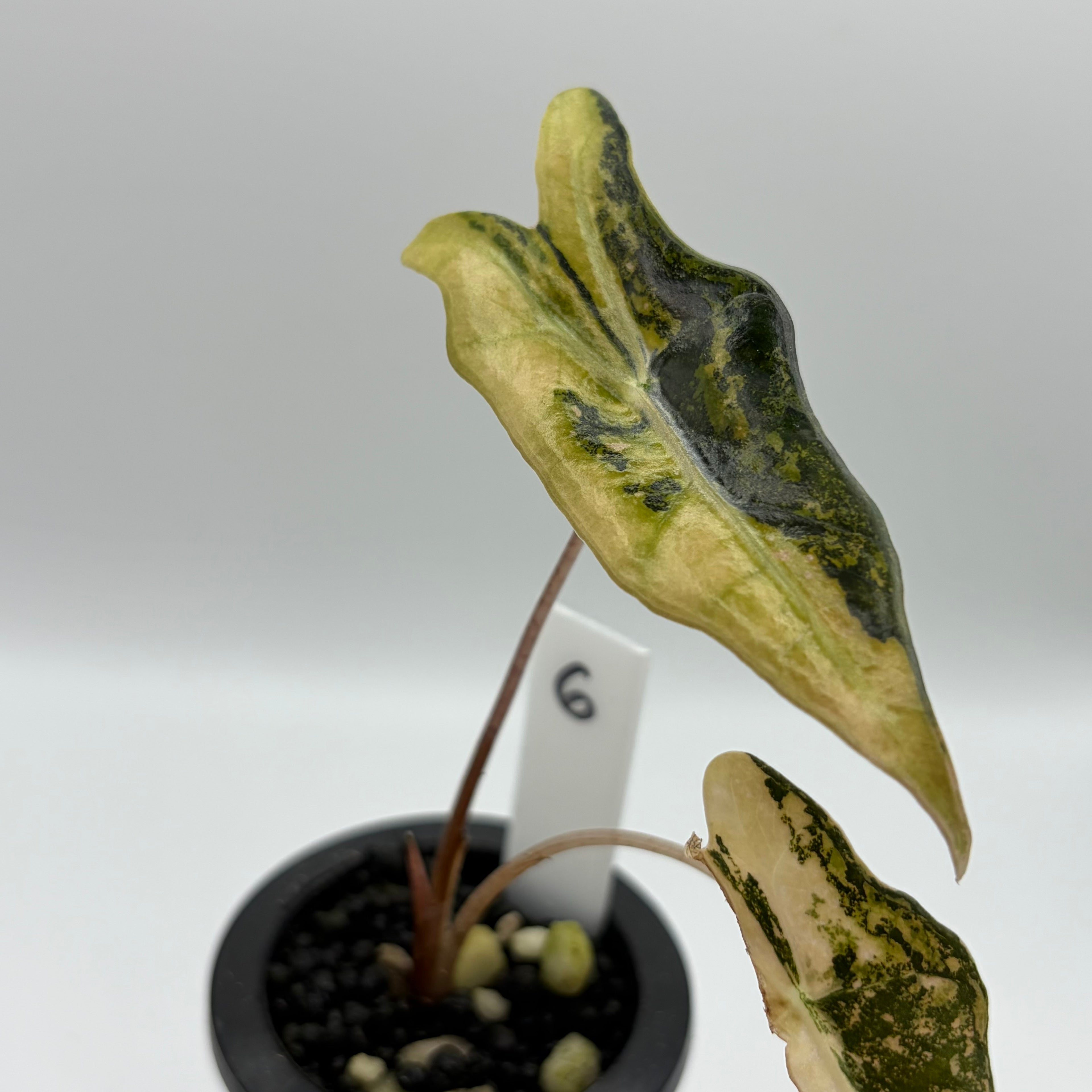 Alocasia Nobilis aurea