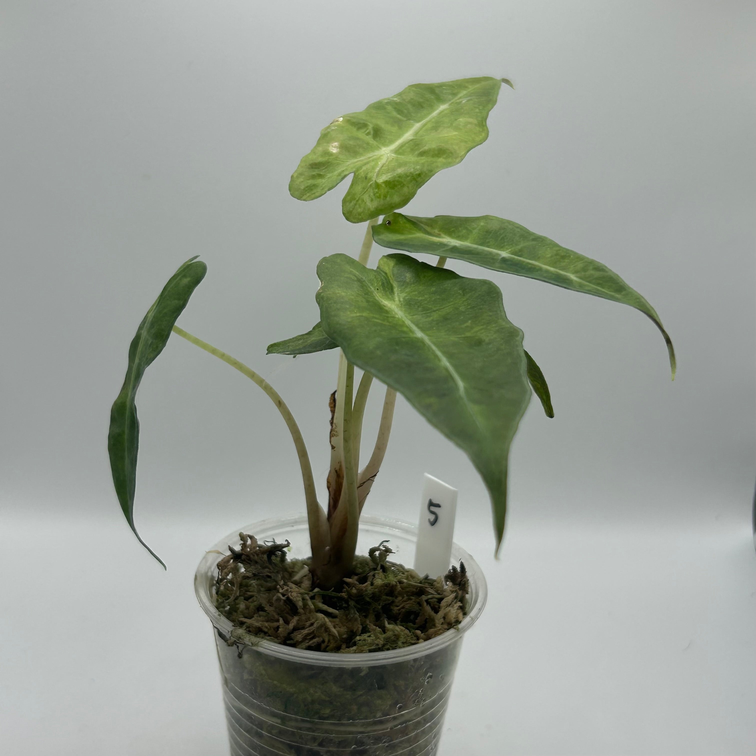 Alocasia Polly aurea splash