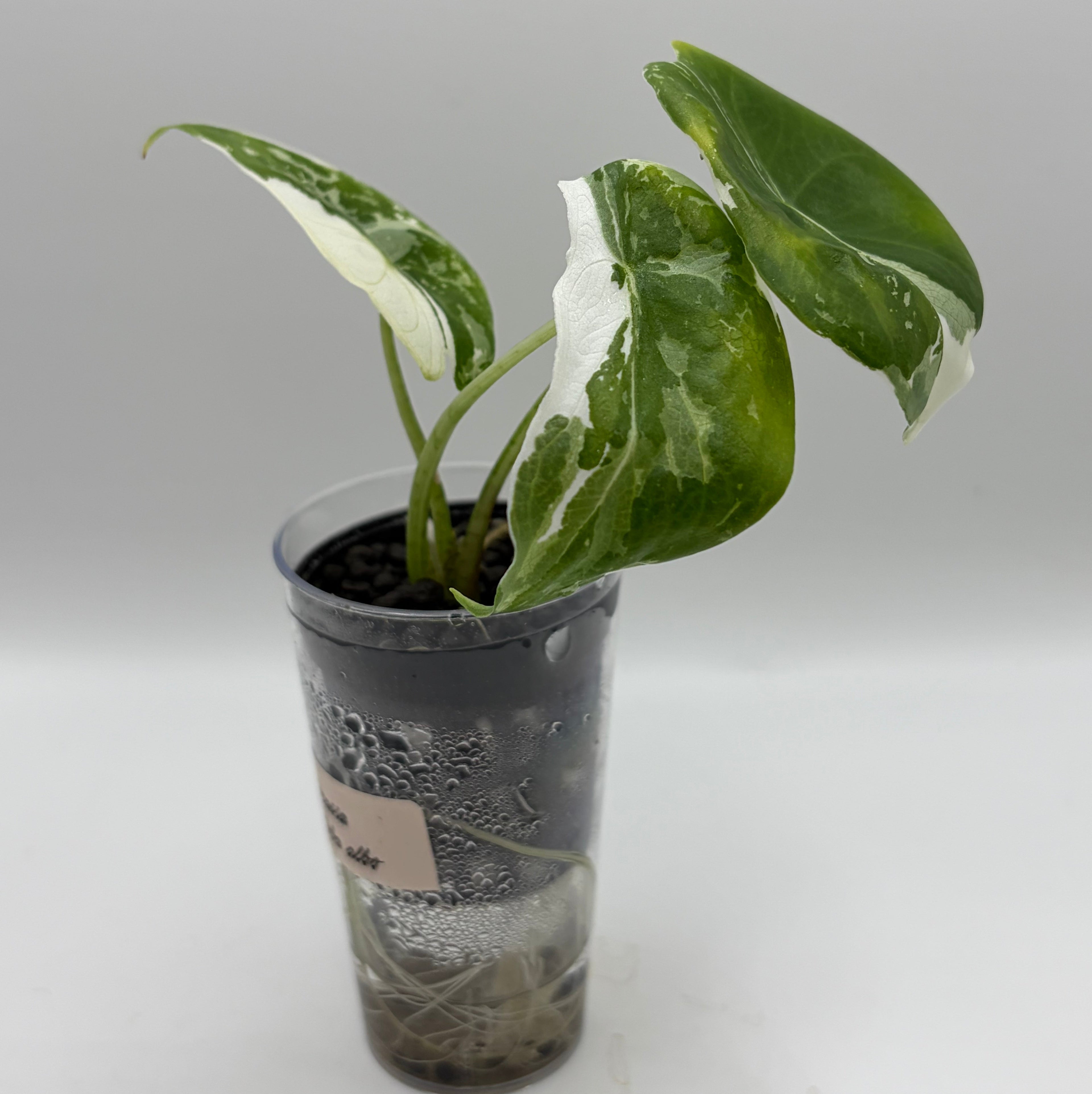 Alocasia Longiloba pink back albo