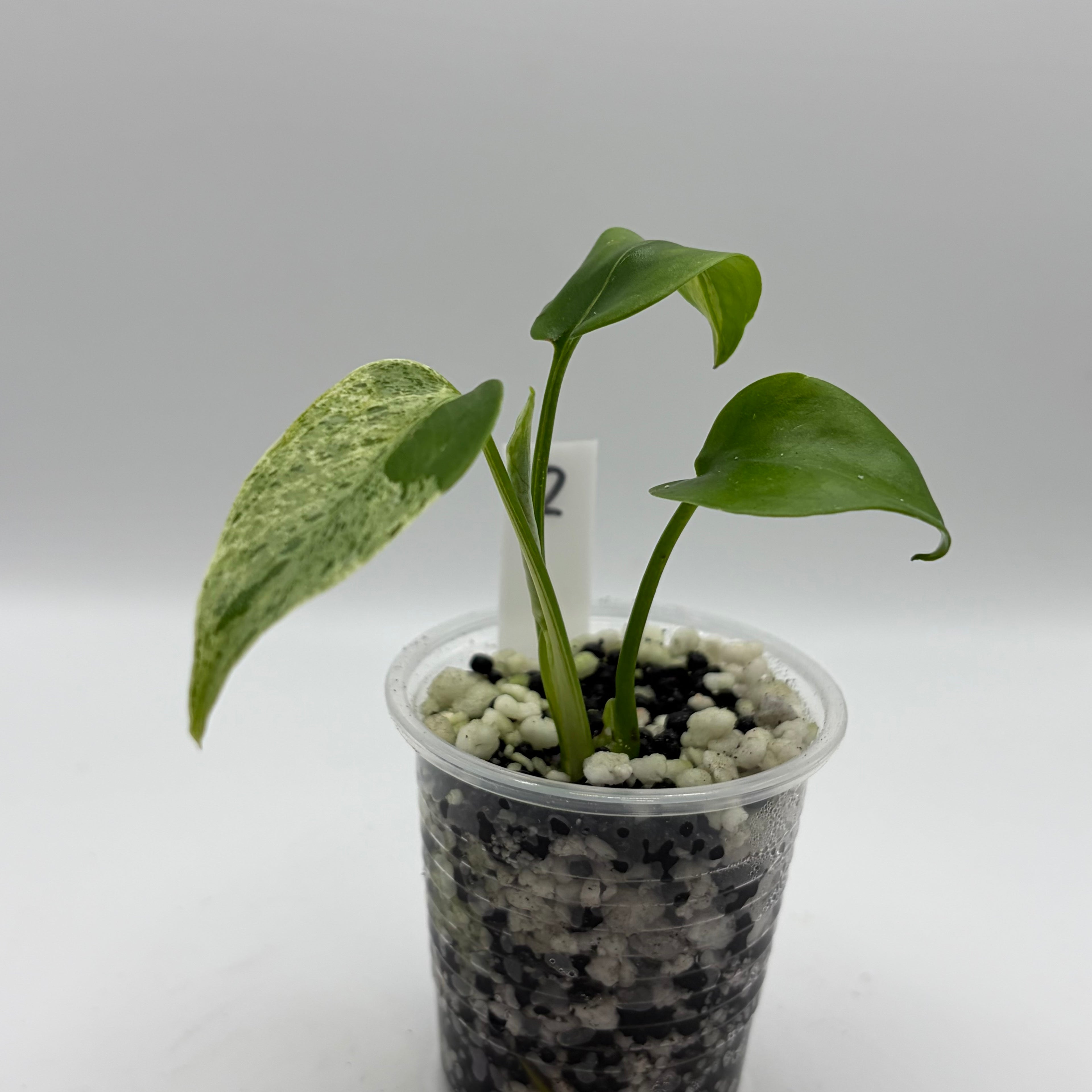 Monstera bulbasaur #2