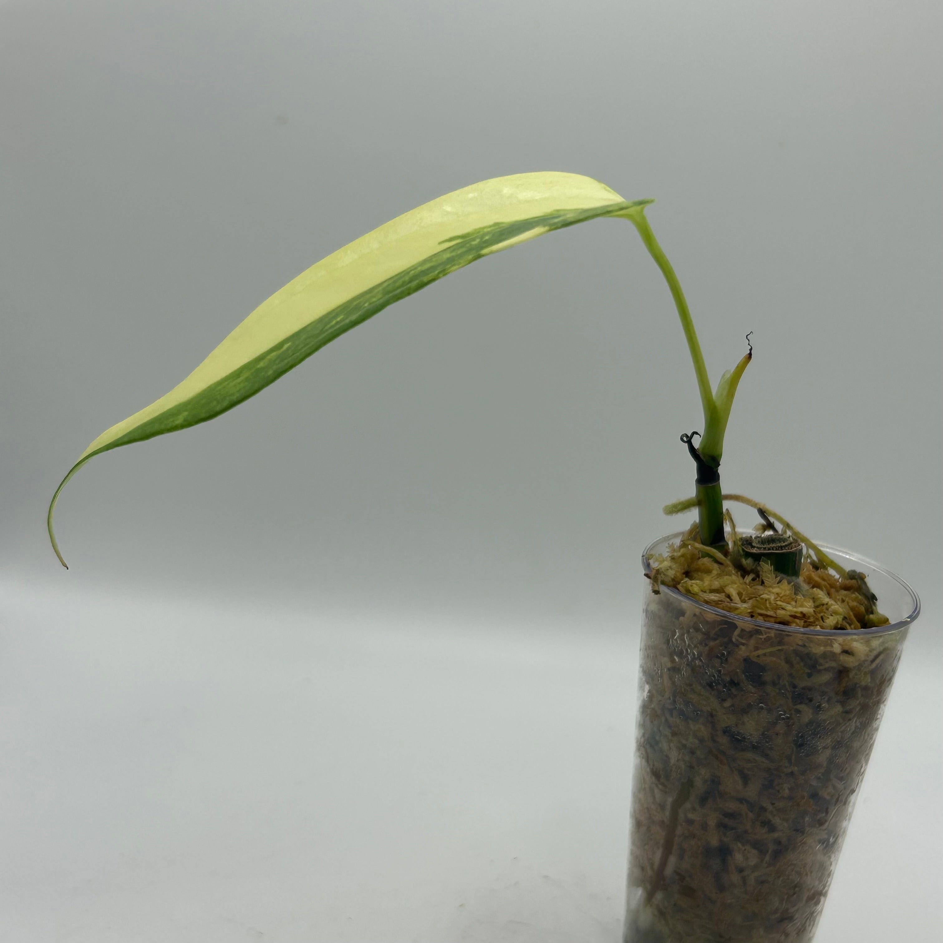 Anthurium Clavigerum variegata