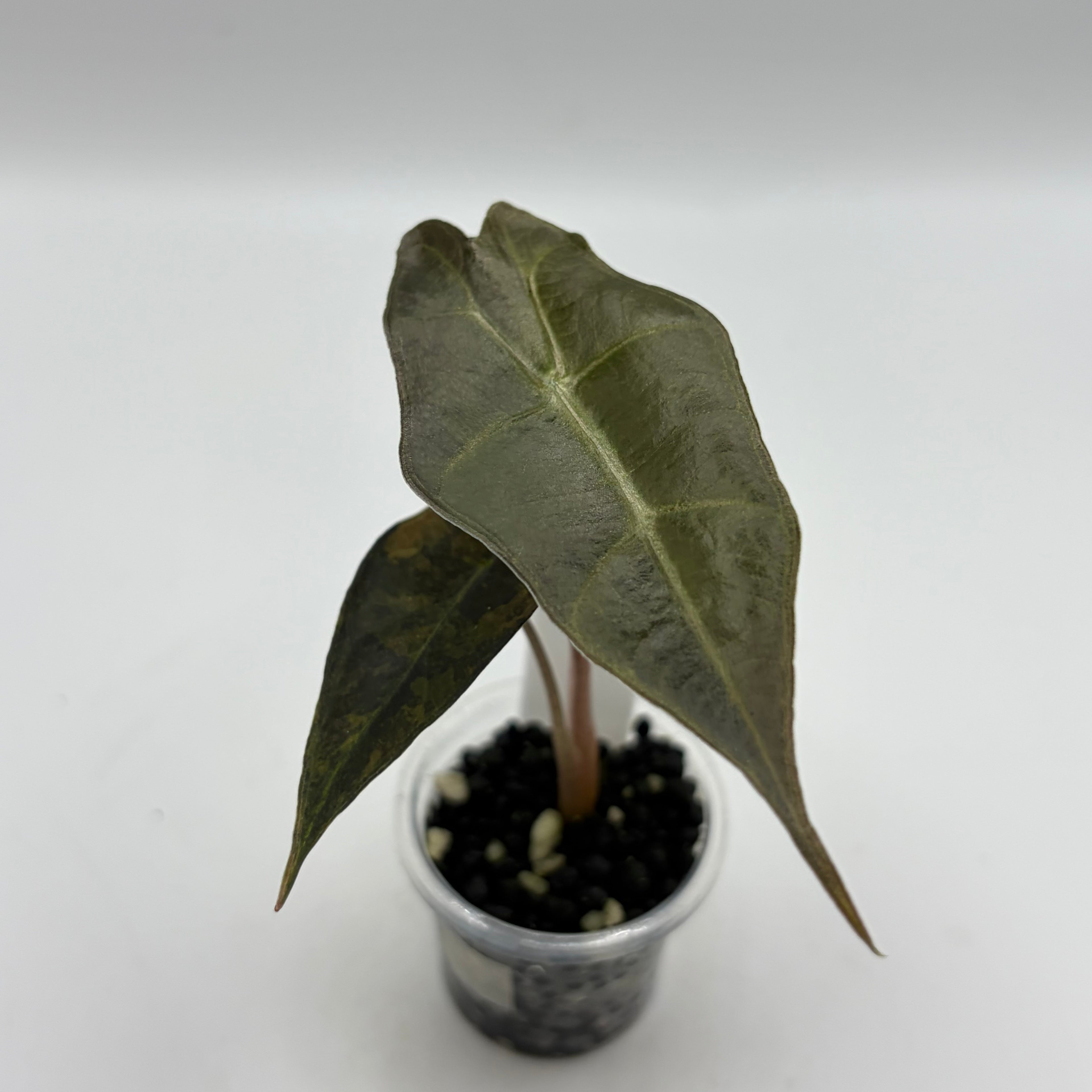 Alocasia Sanderiana bull aurea #5