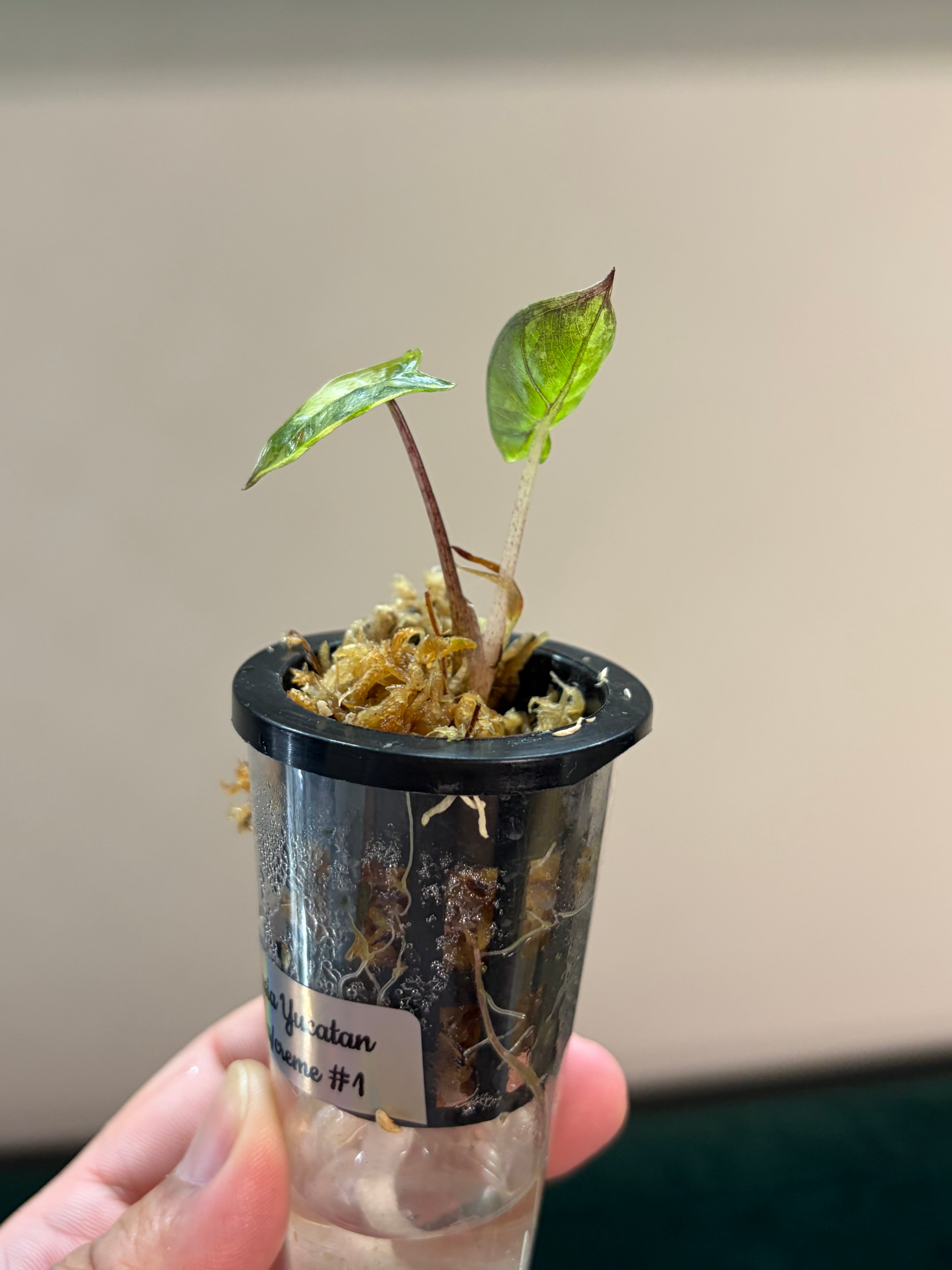 Alocasia Yucatan aurea/creme #2