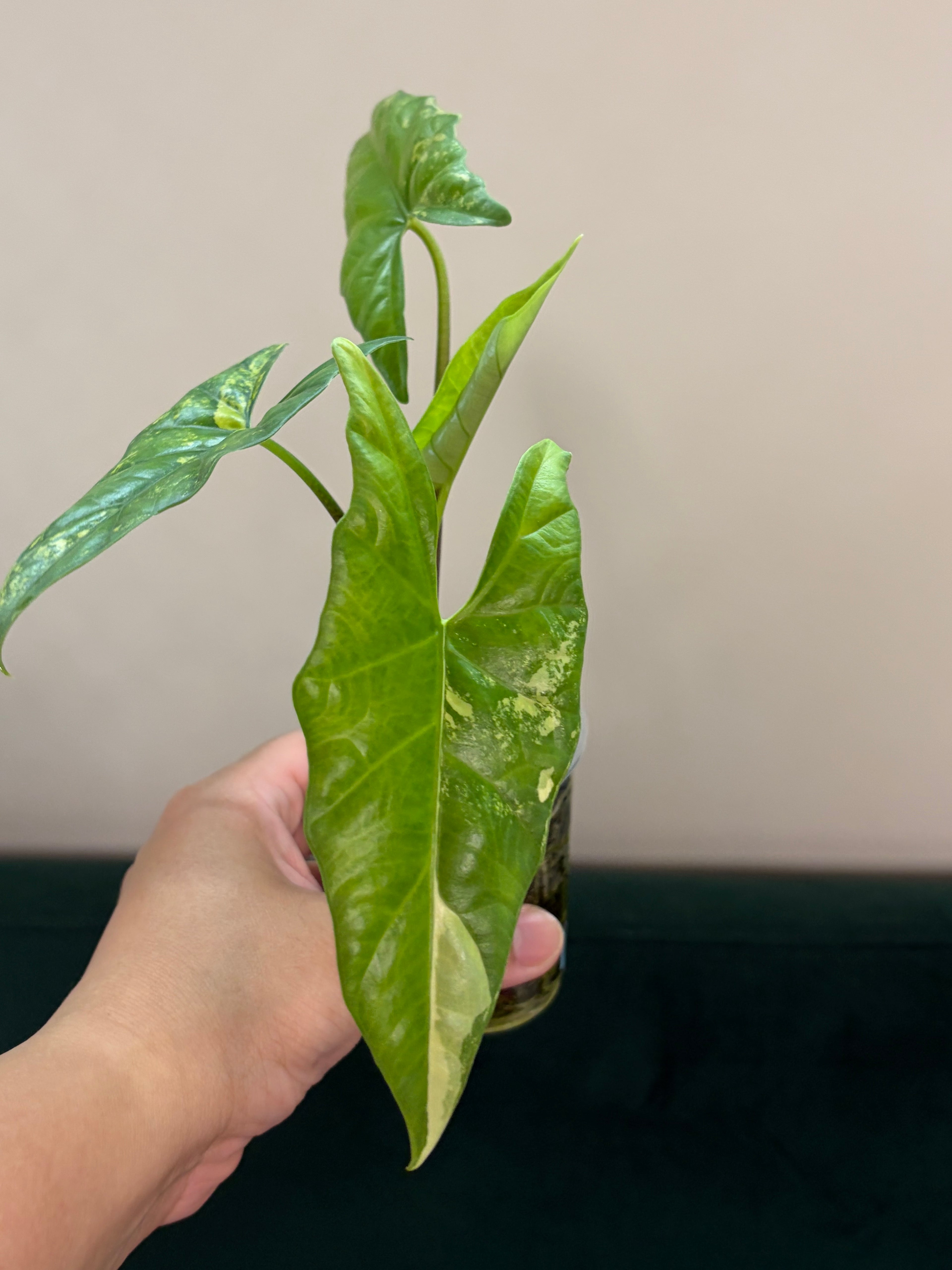 Alocasia Simpo aurea #1