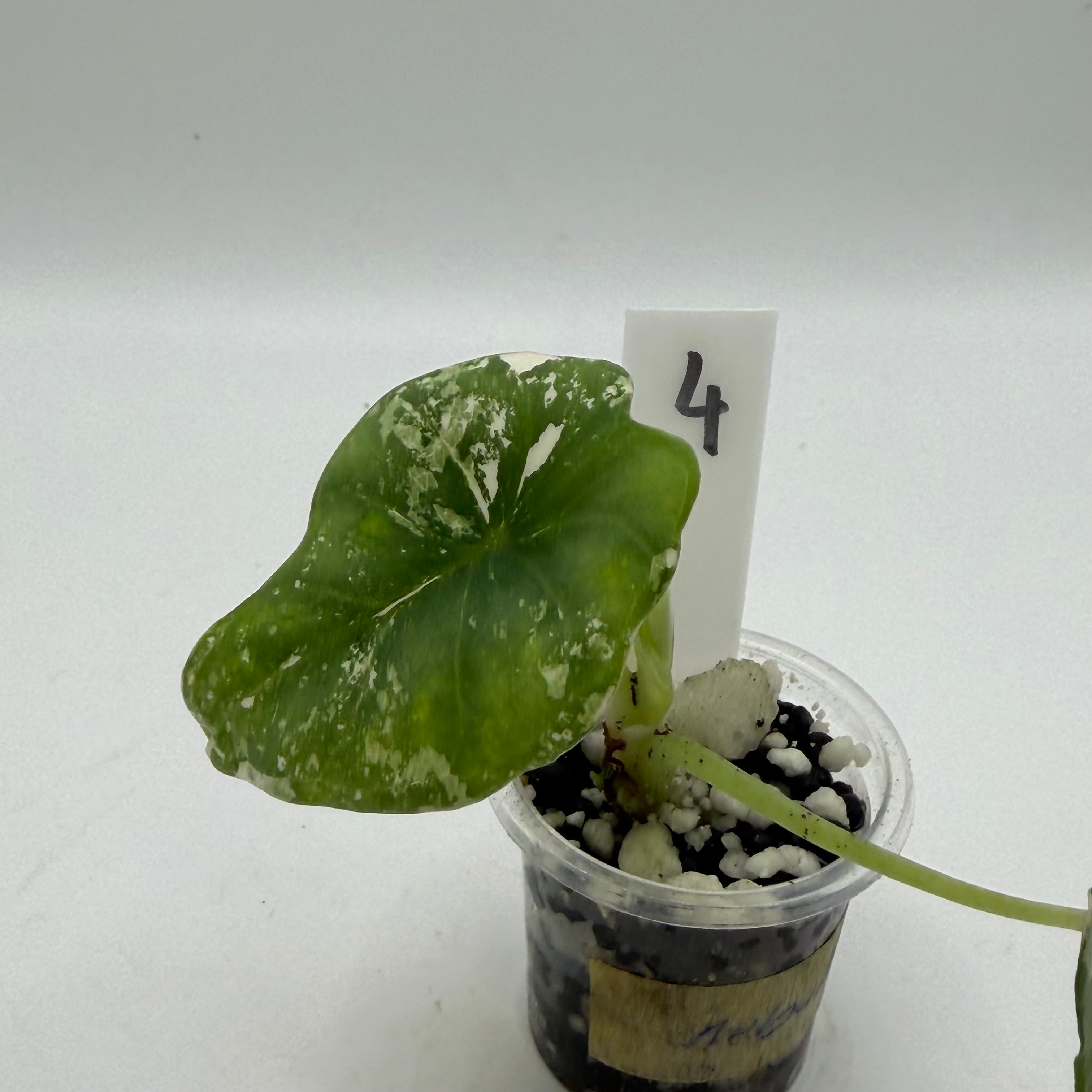 Alocasia Nebula albo/pink #4