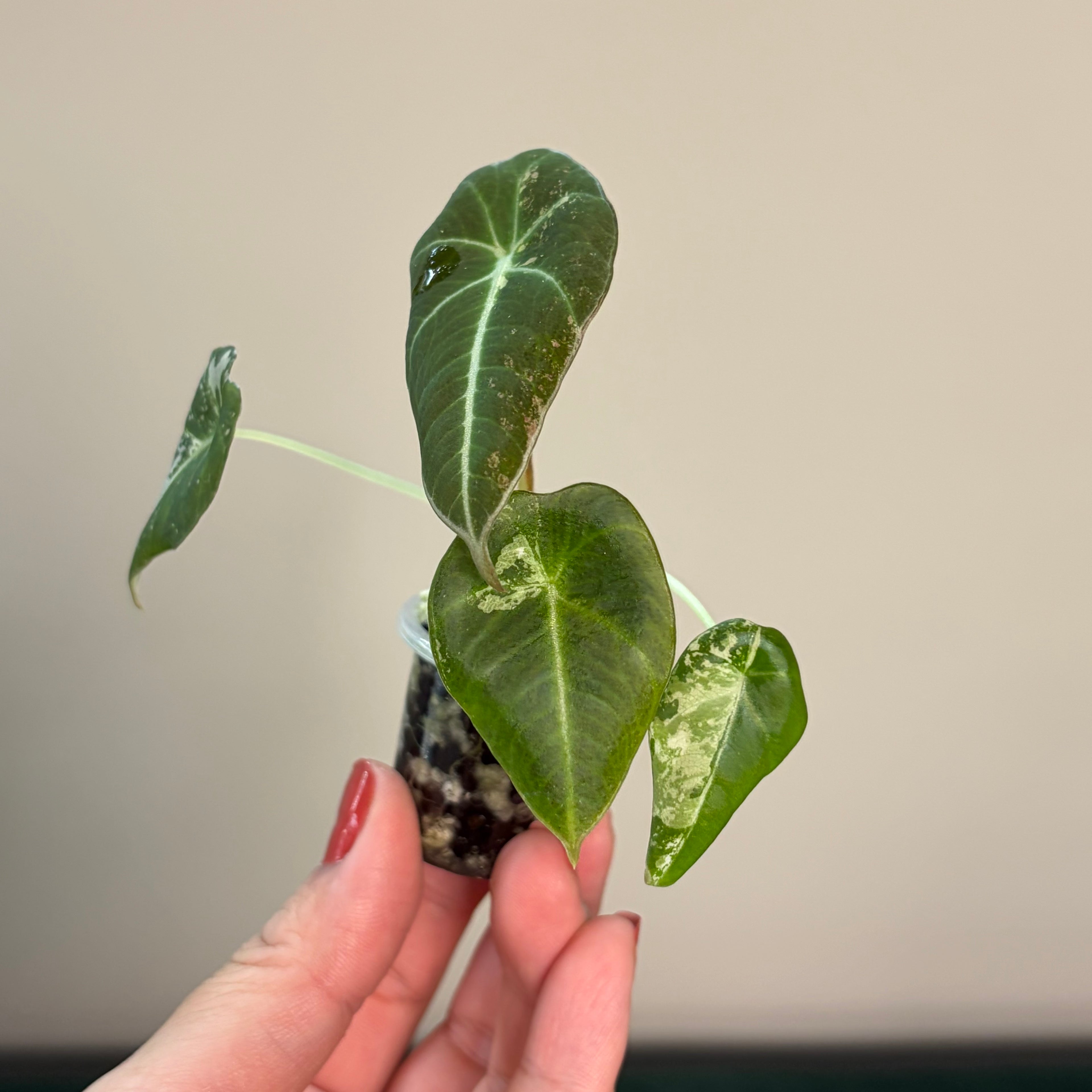 Alocasia Black velvet pink