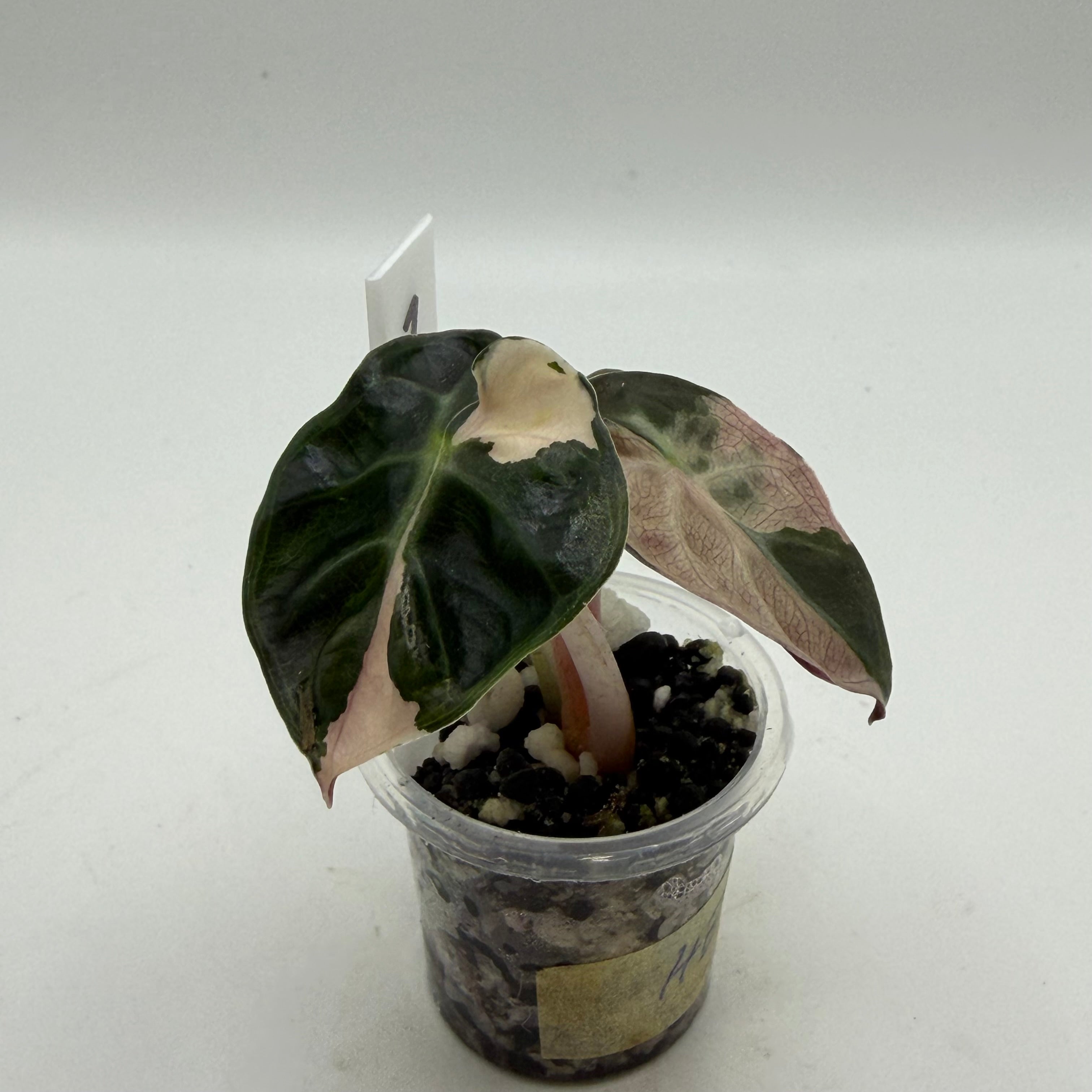 Alocasia Heart balloon pink #1