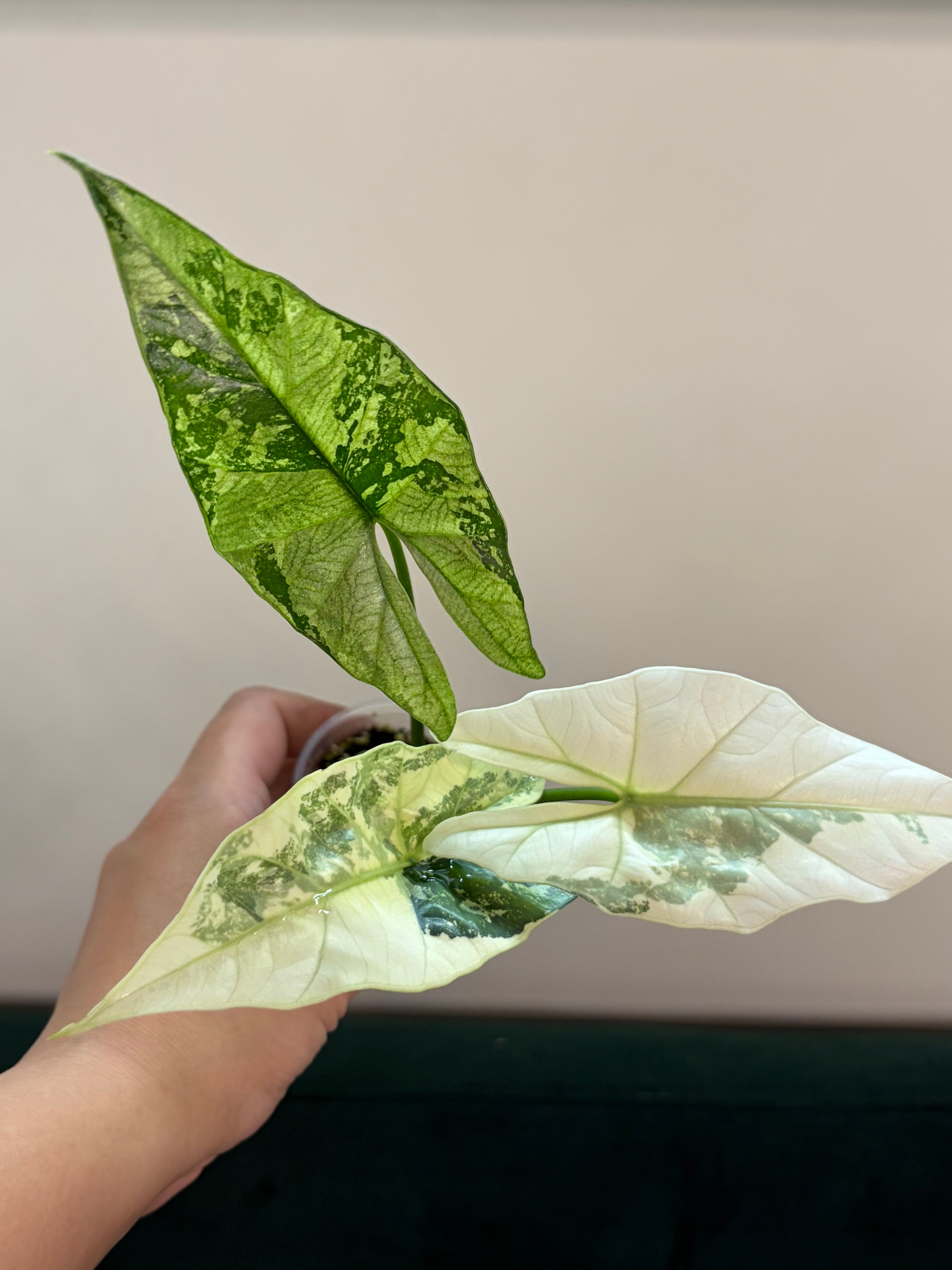 Alocasia Simpo albo #2