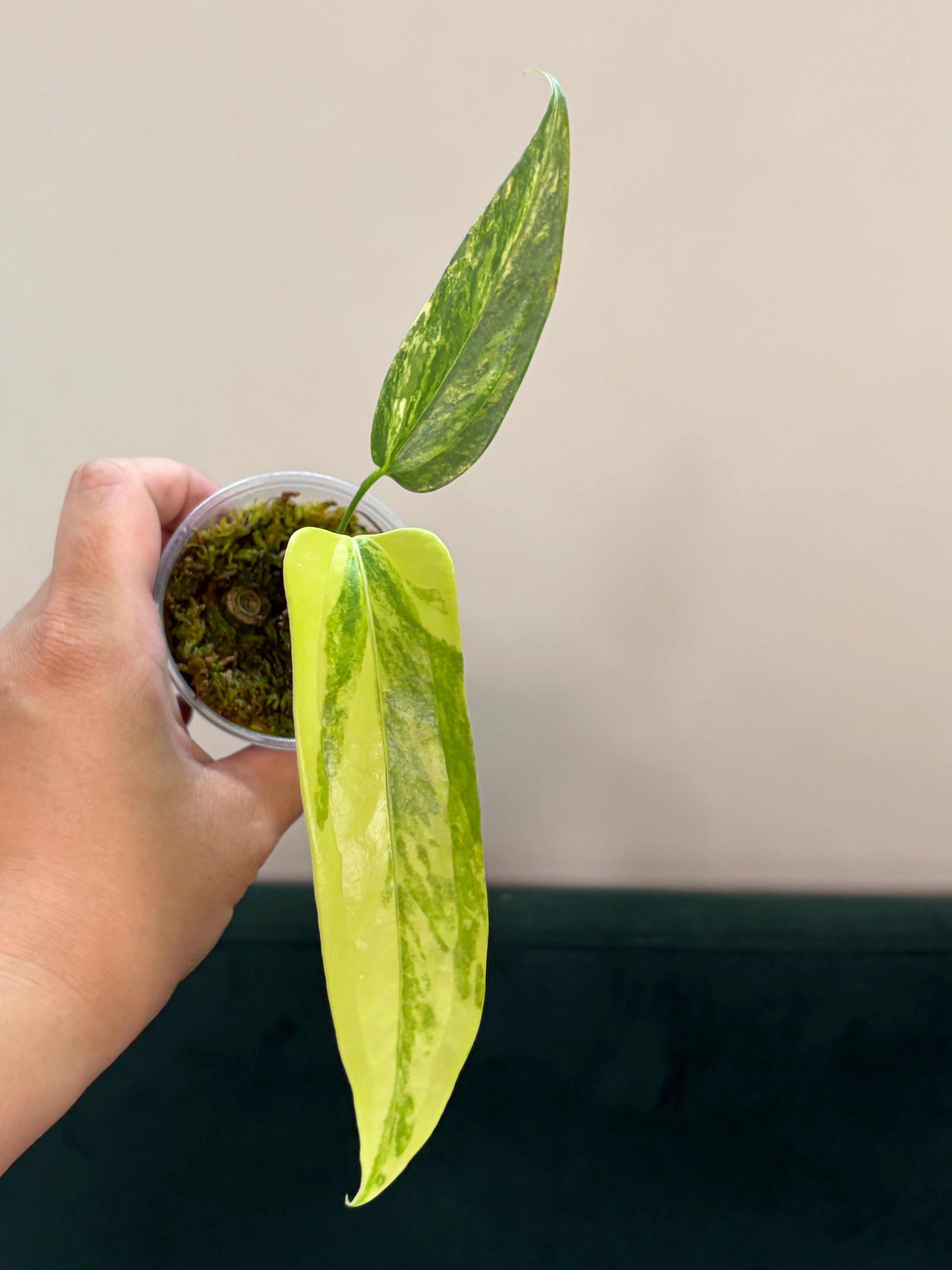 Anthurium Clavigerum variegata #1