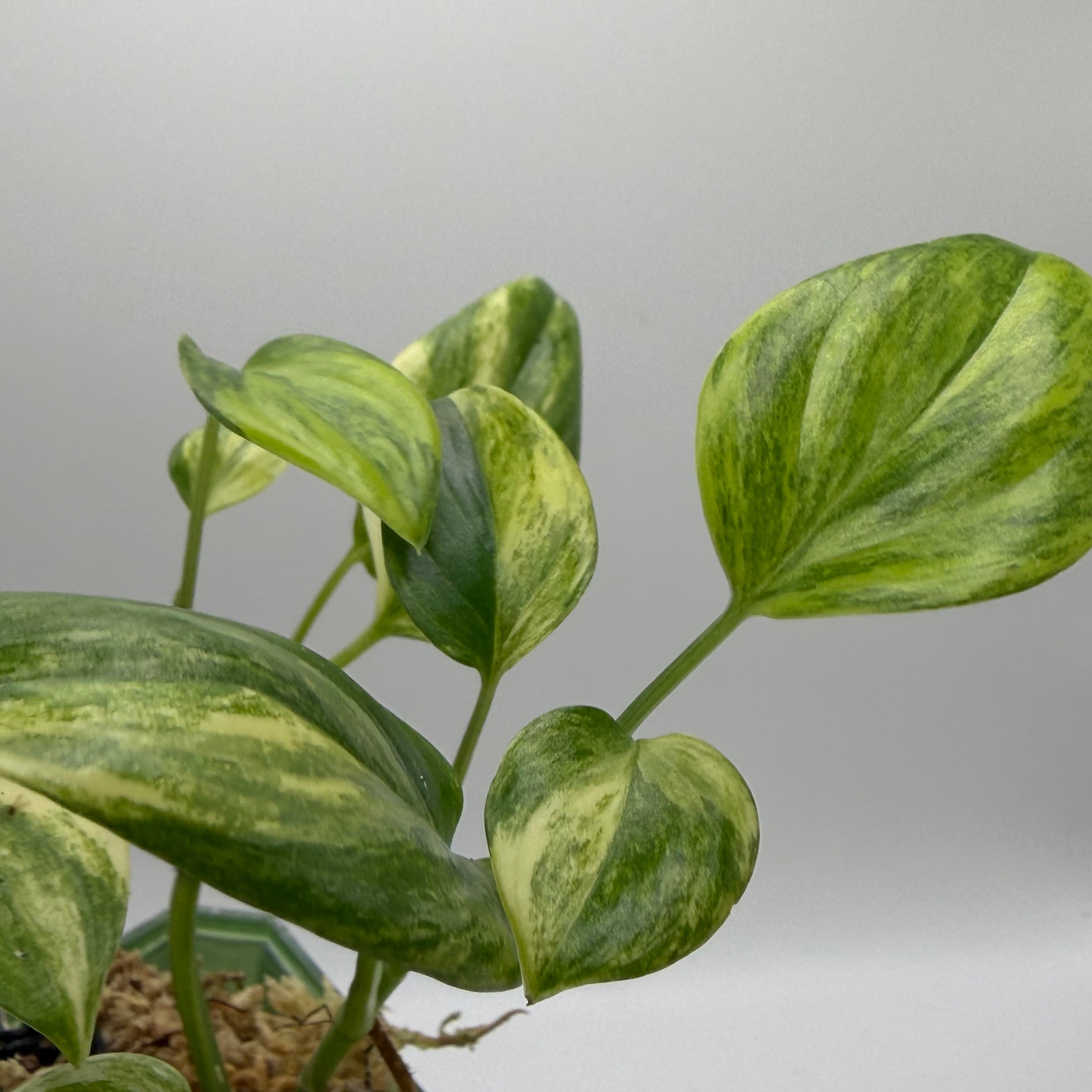 Scindapsus Blue aurea