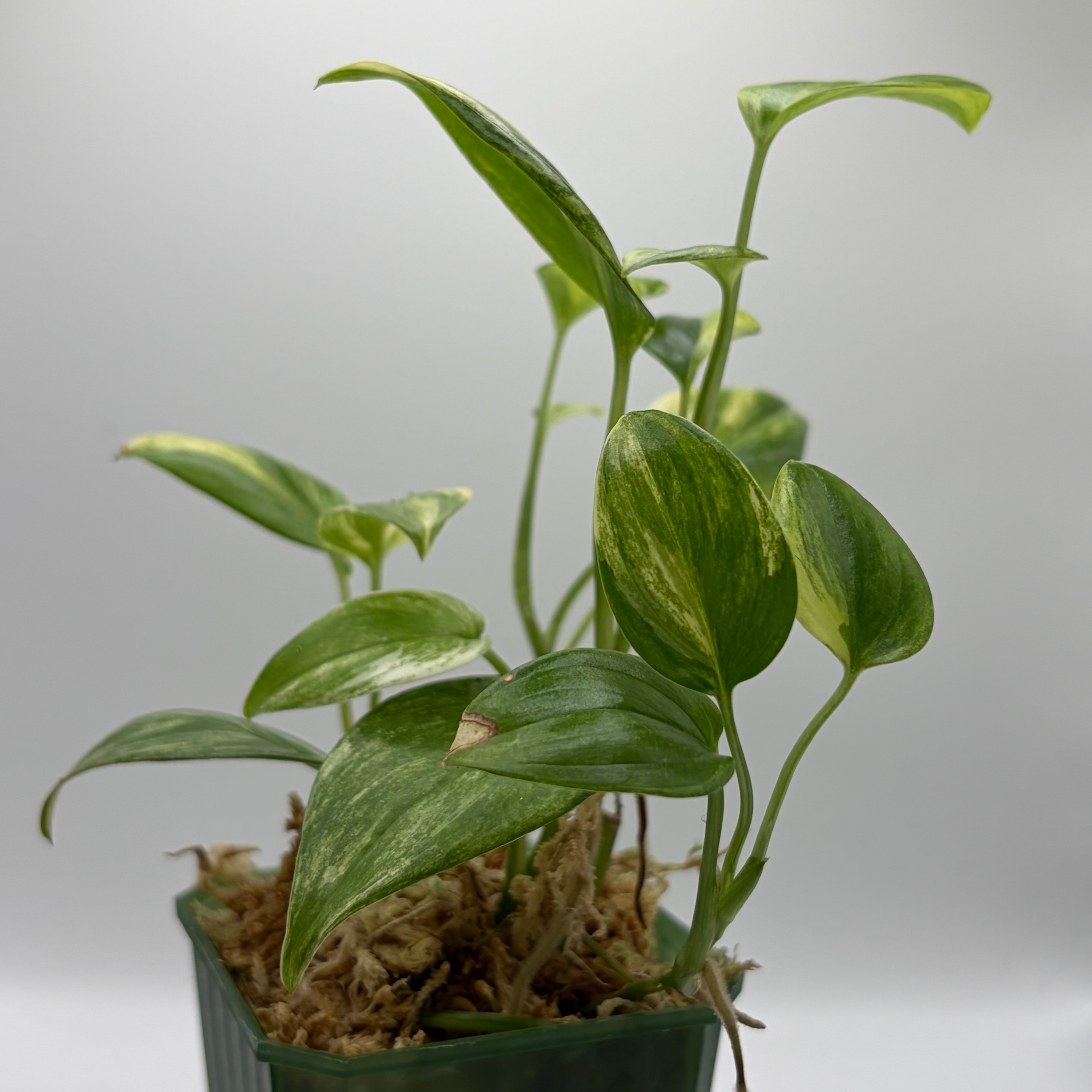 Scindapsus Blue aurea