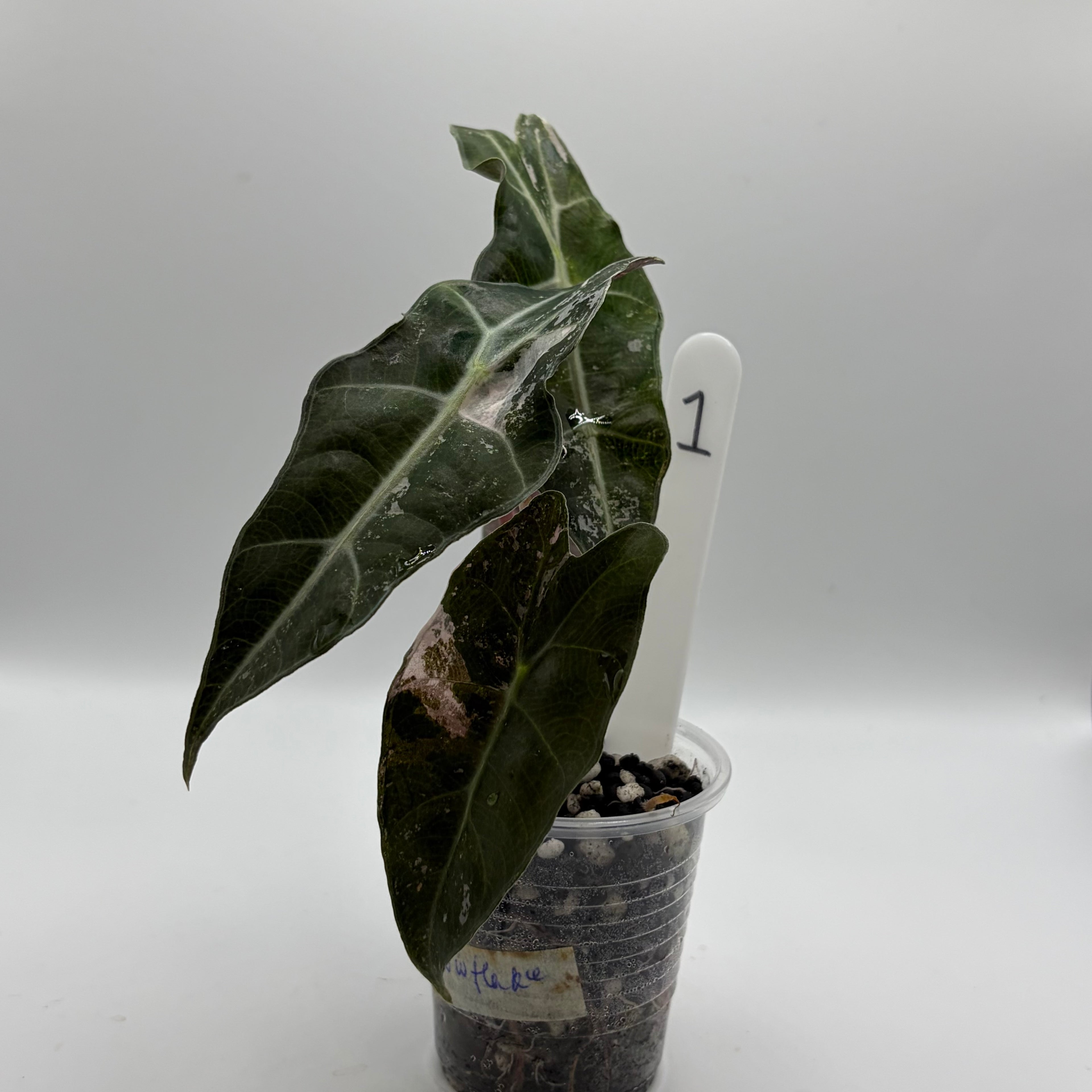 Alocasia Polly pink snowflake