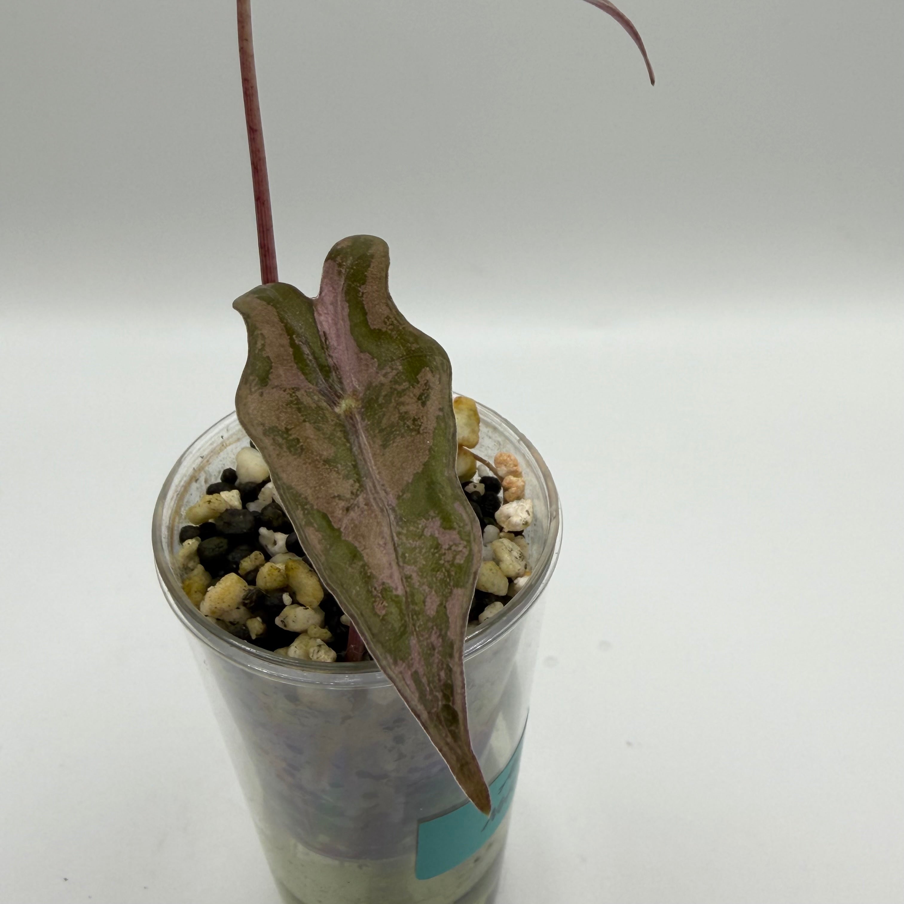 Alocasia Nobilis pink