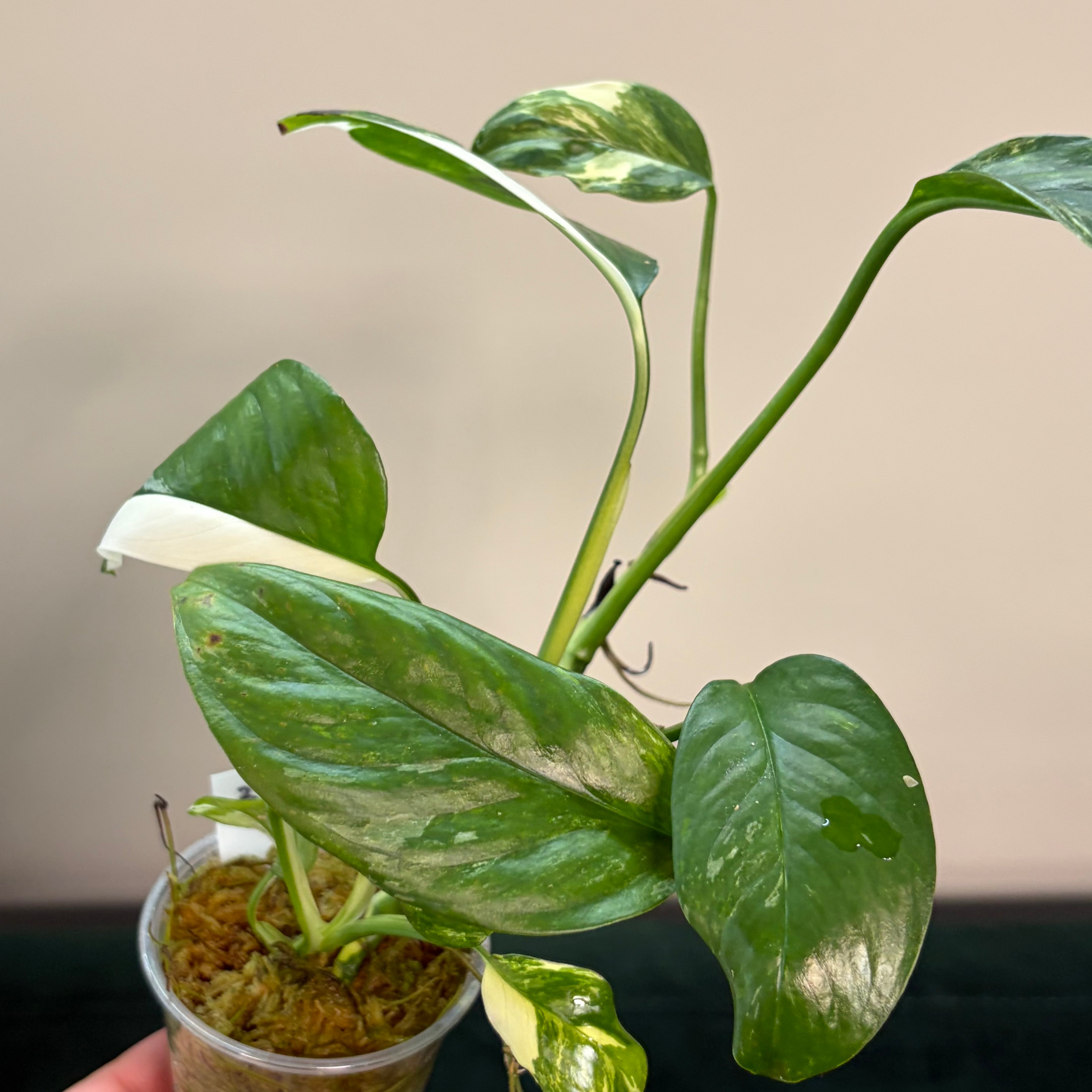 Monstera Lechleriana albo #3