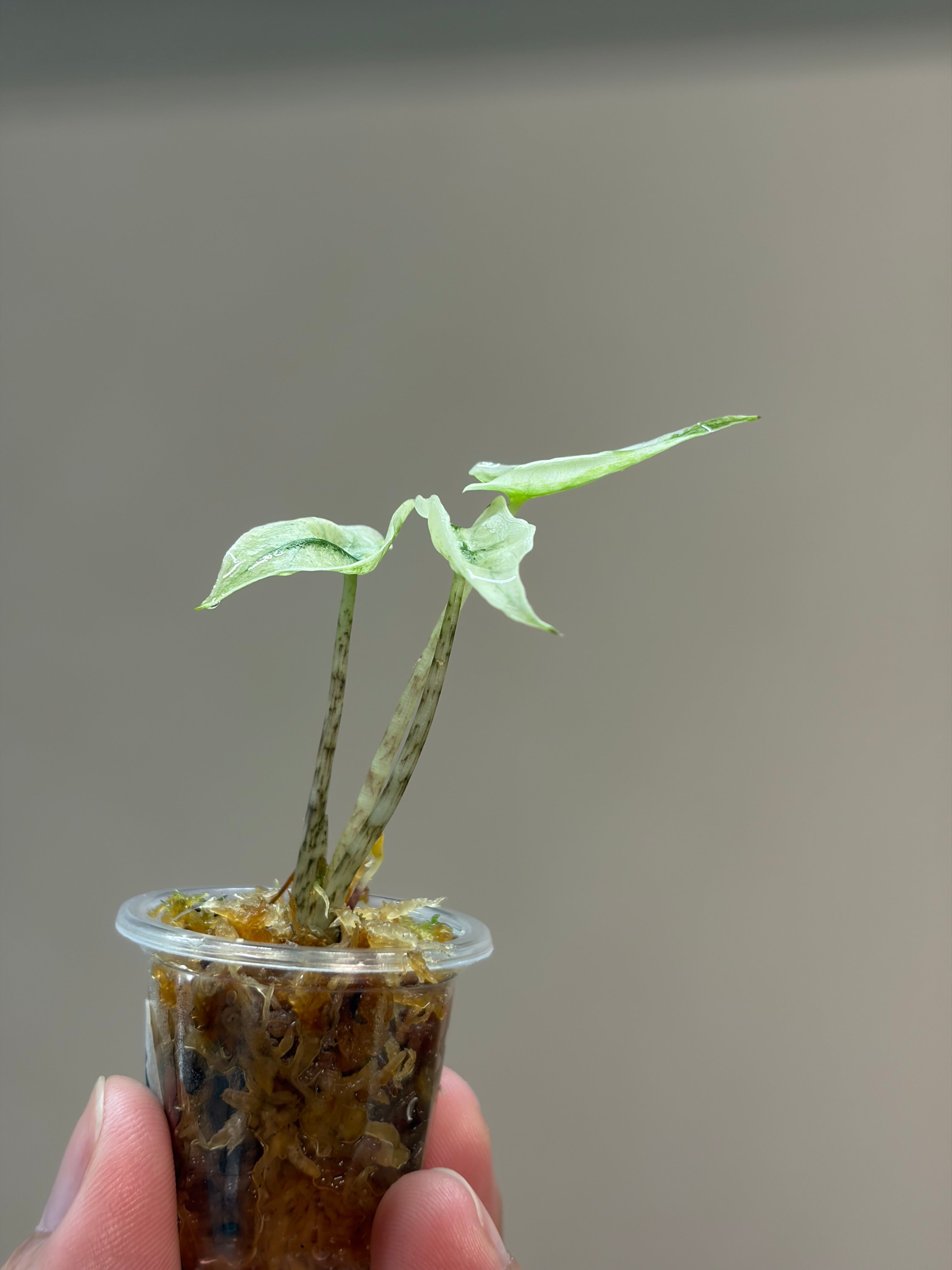 Alocasia Zebrina mint #2