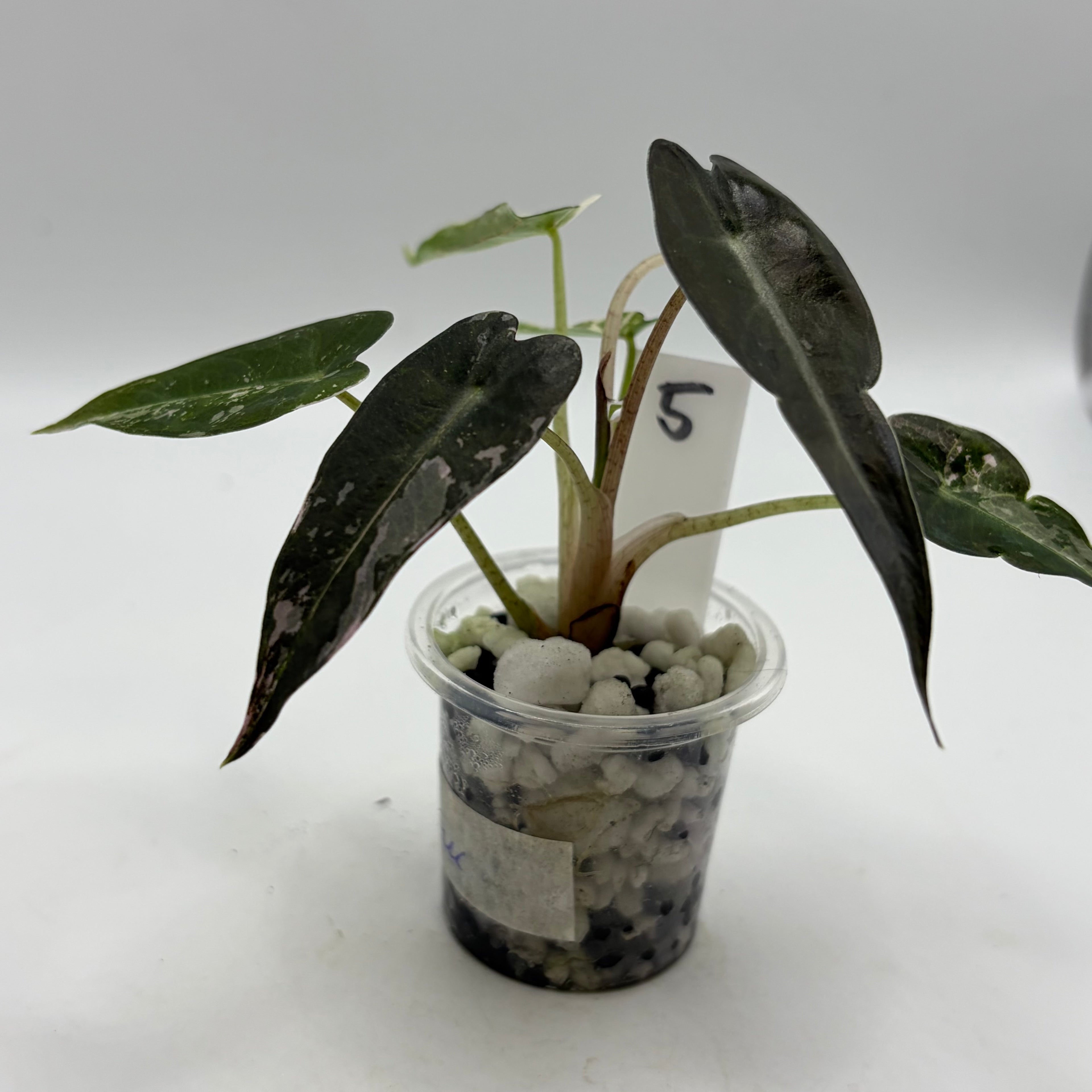 Alocasia Bambino pink