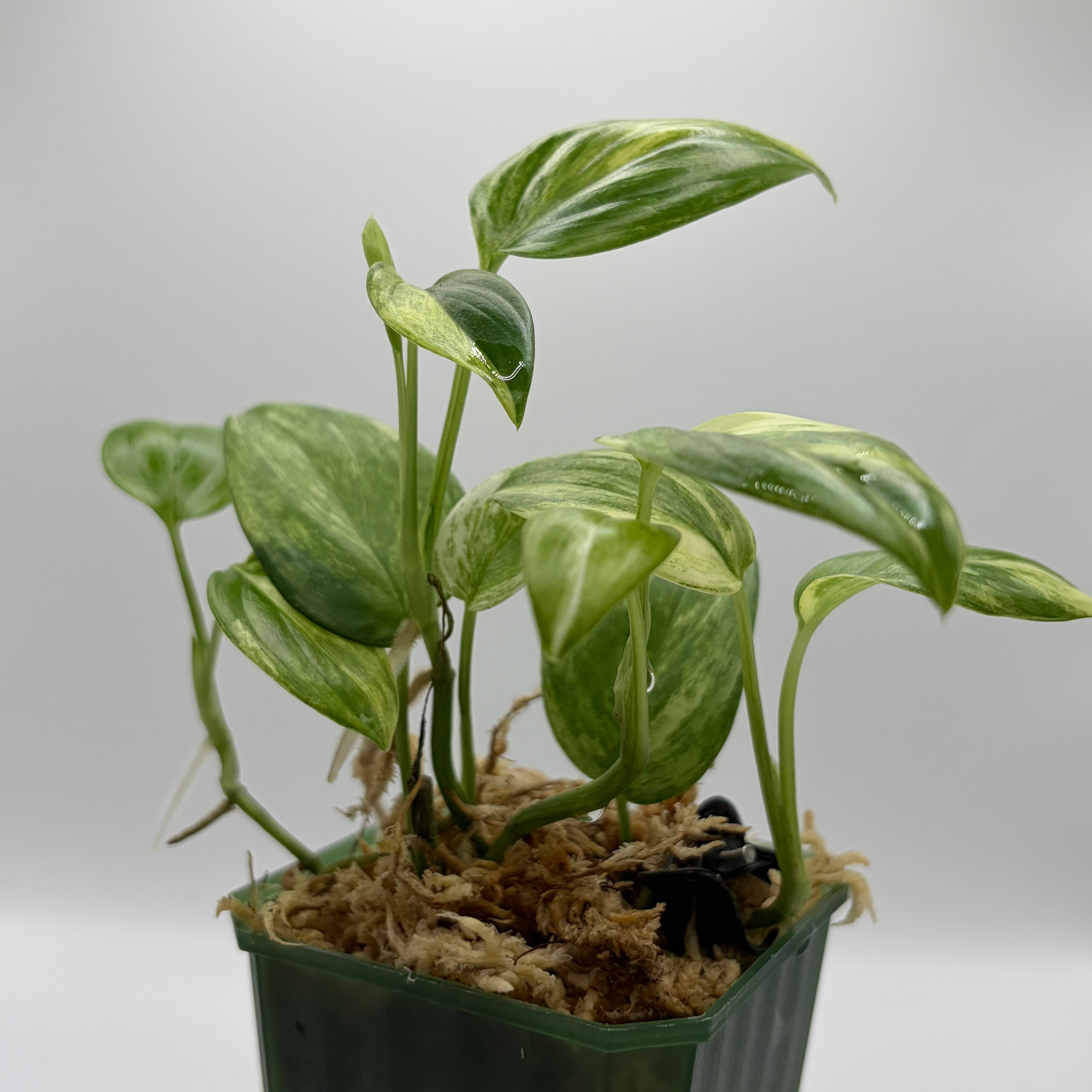 Scindapsus Blue aurea