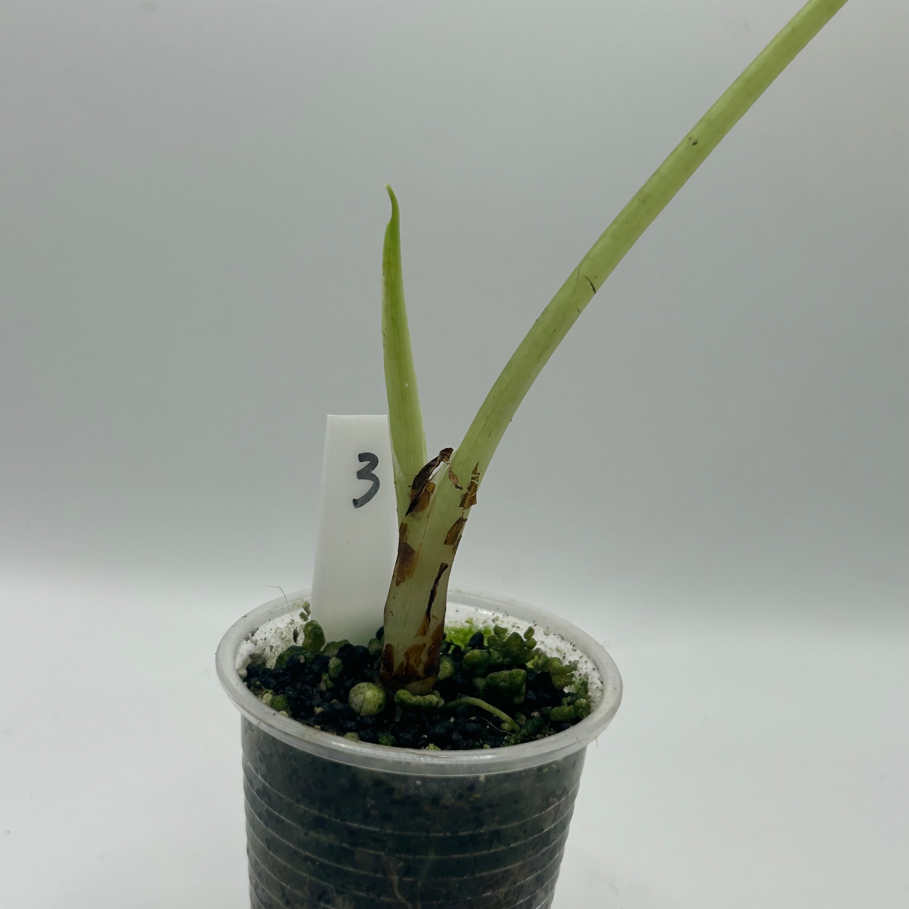 Alocasia Dragon scale variegata