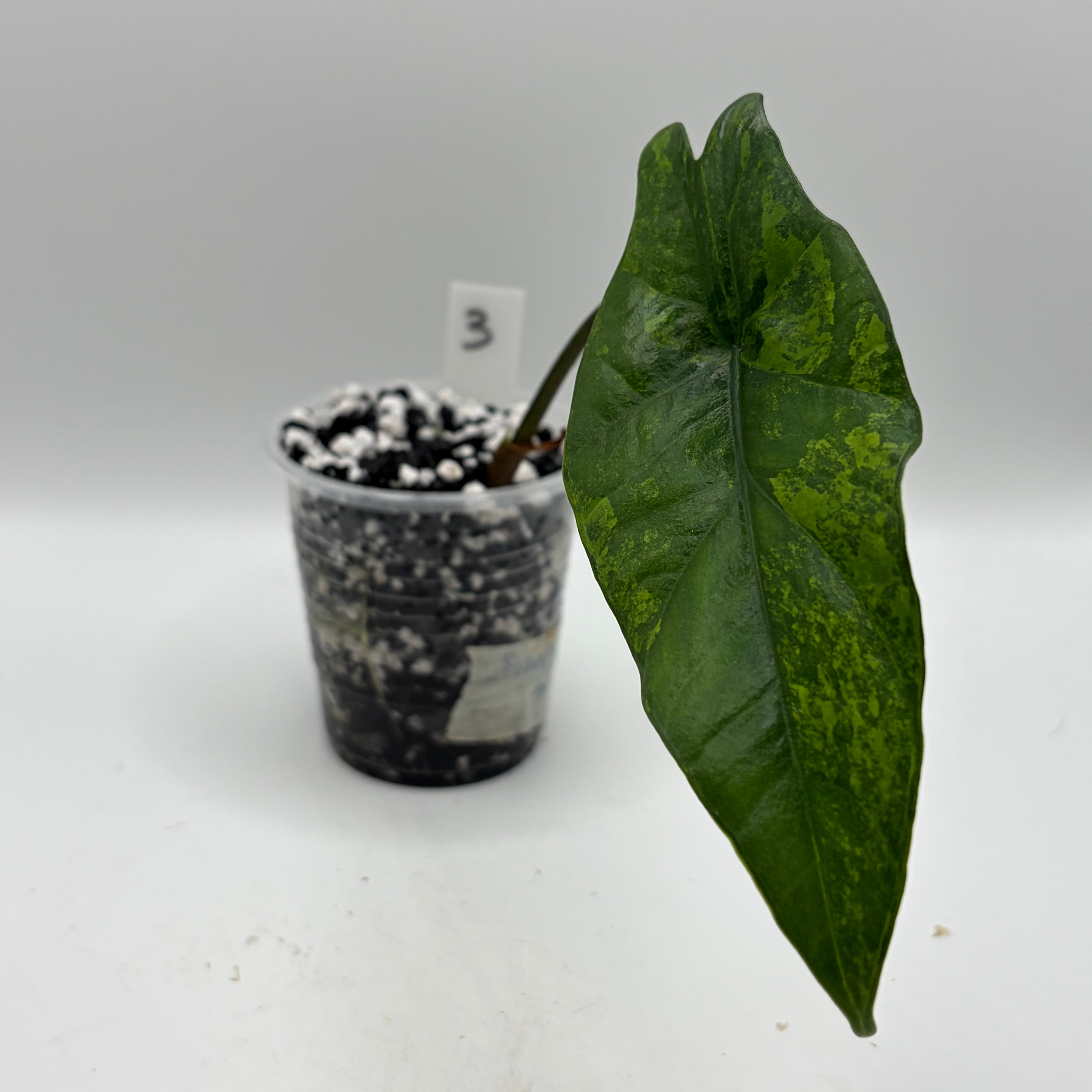 Alocasia Simpo aurea