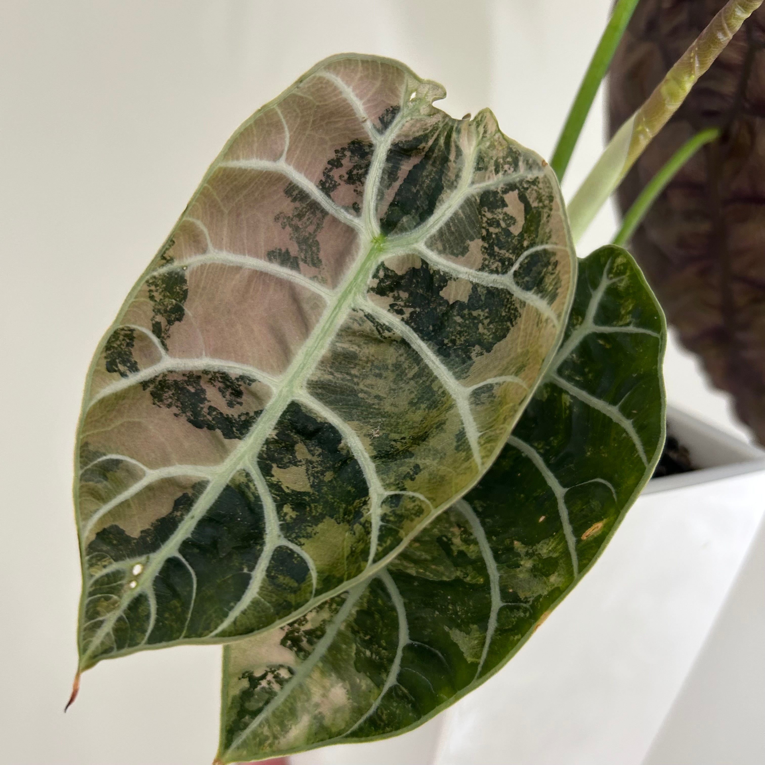 Alocasia Watsoniana pink (corm)