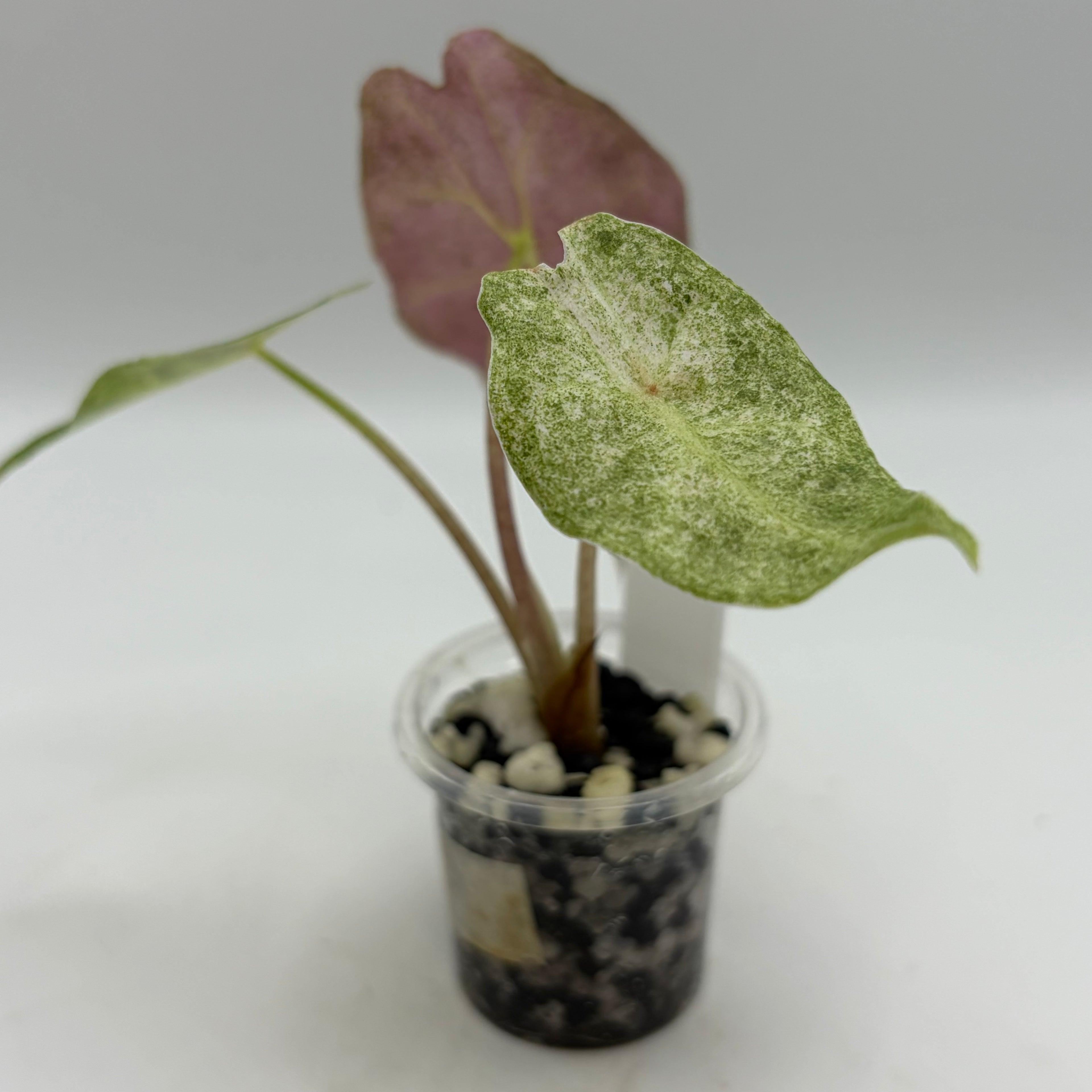 Alocasia Black Satun stardust #3