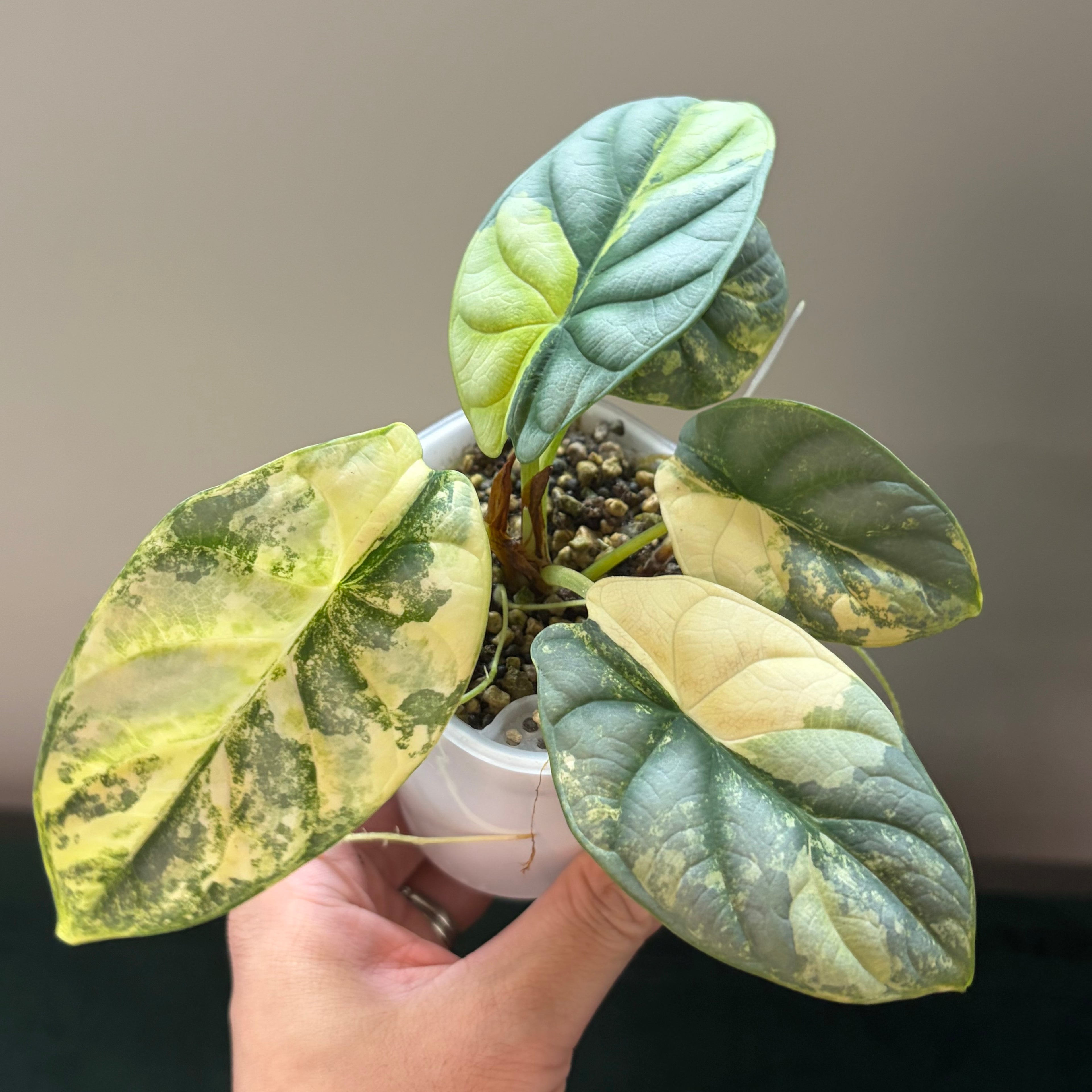 Alocasia Silver dragon aurea (corm)