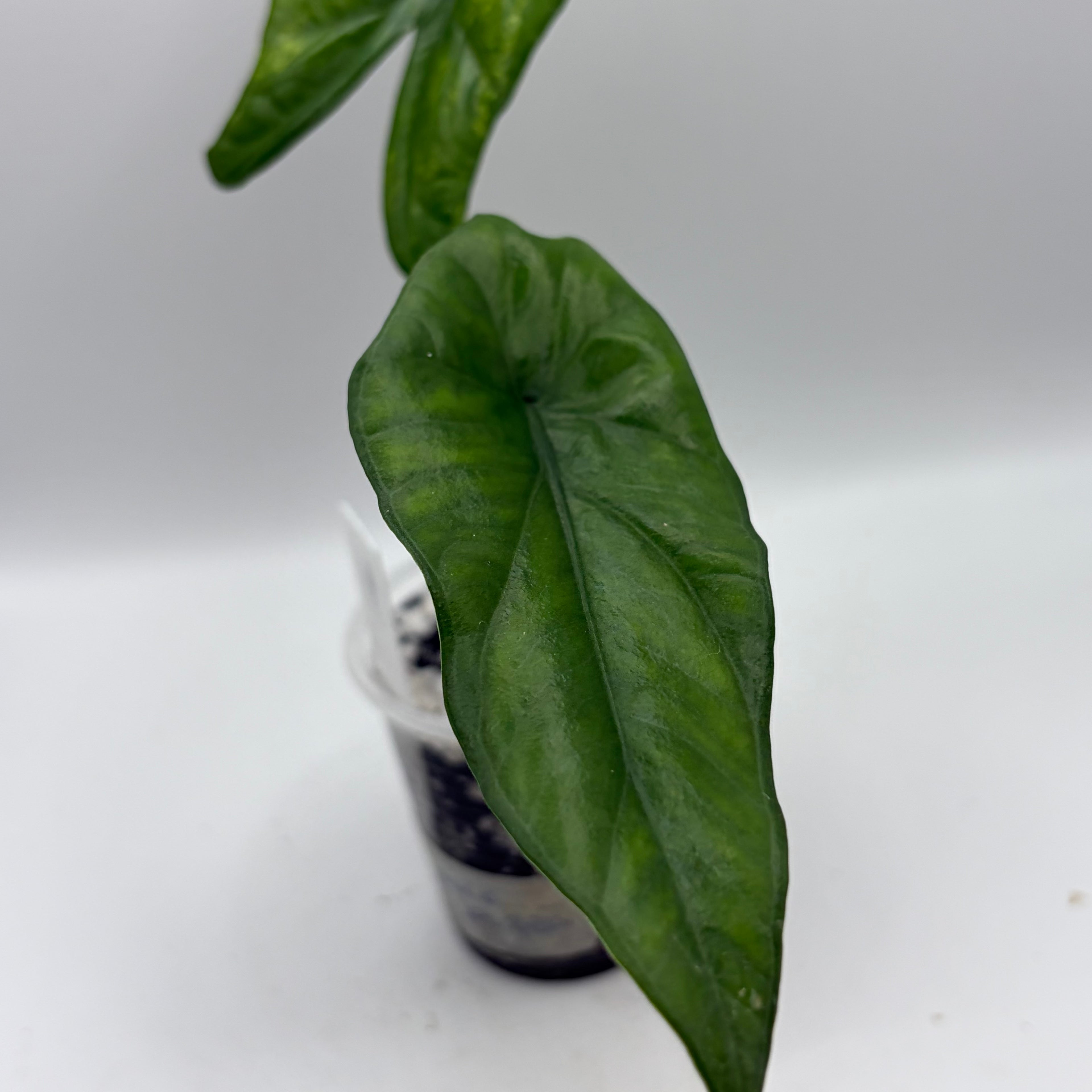 Alocasia Simpo aurea