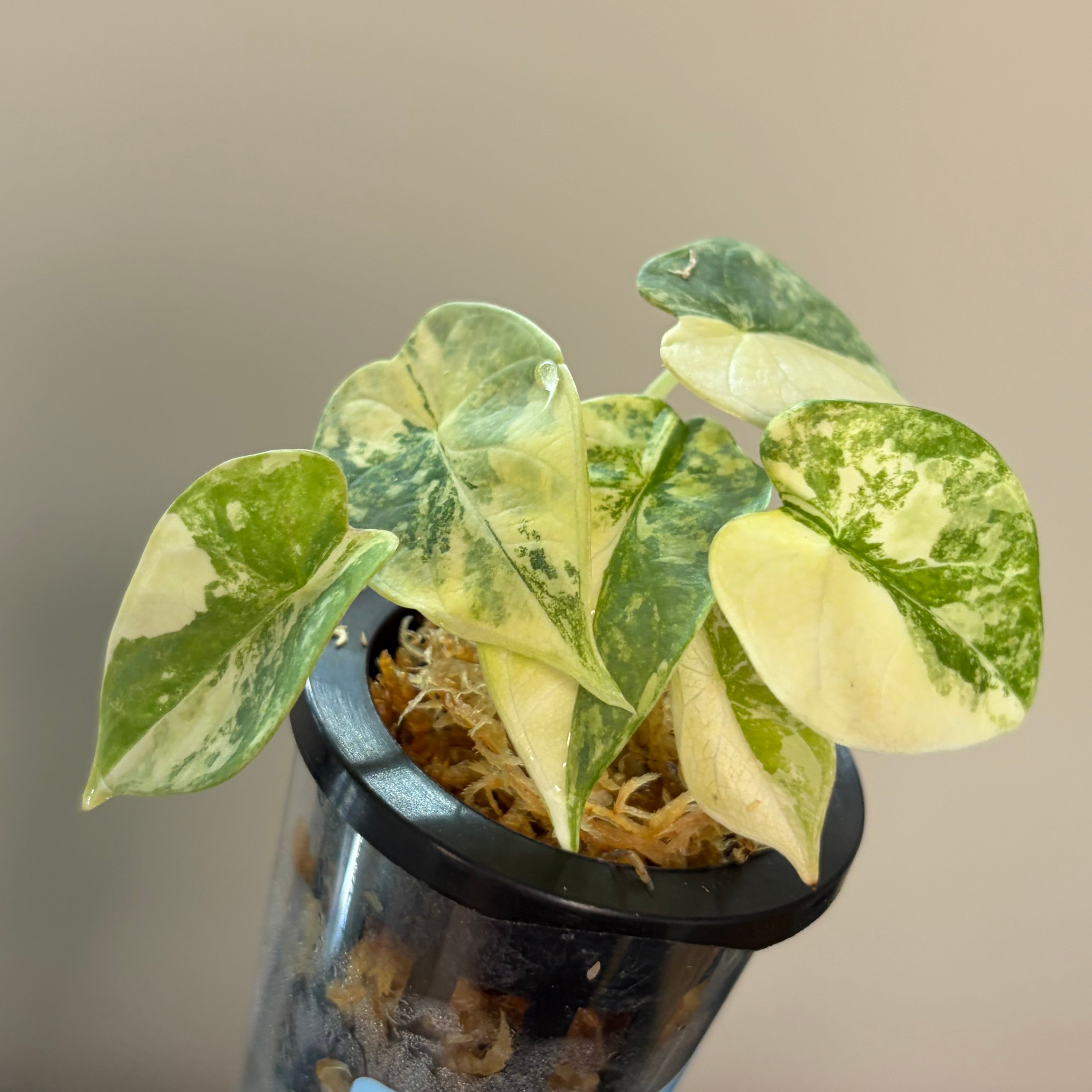 Alocasia Silver dragon aurea