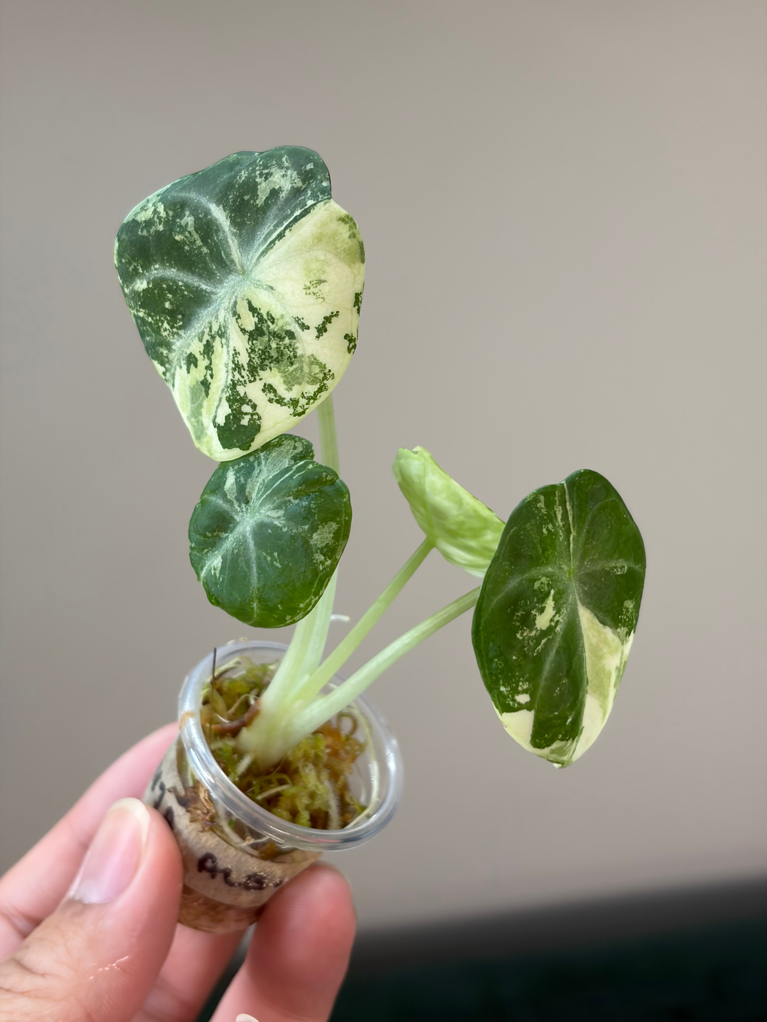Alocasia Ninja albo #2