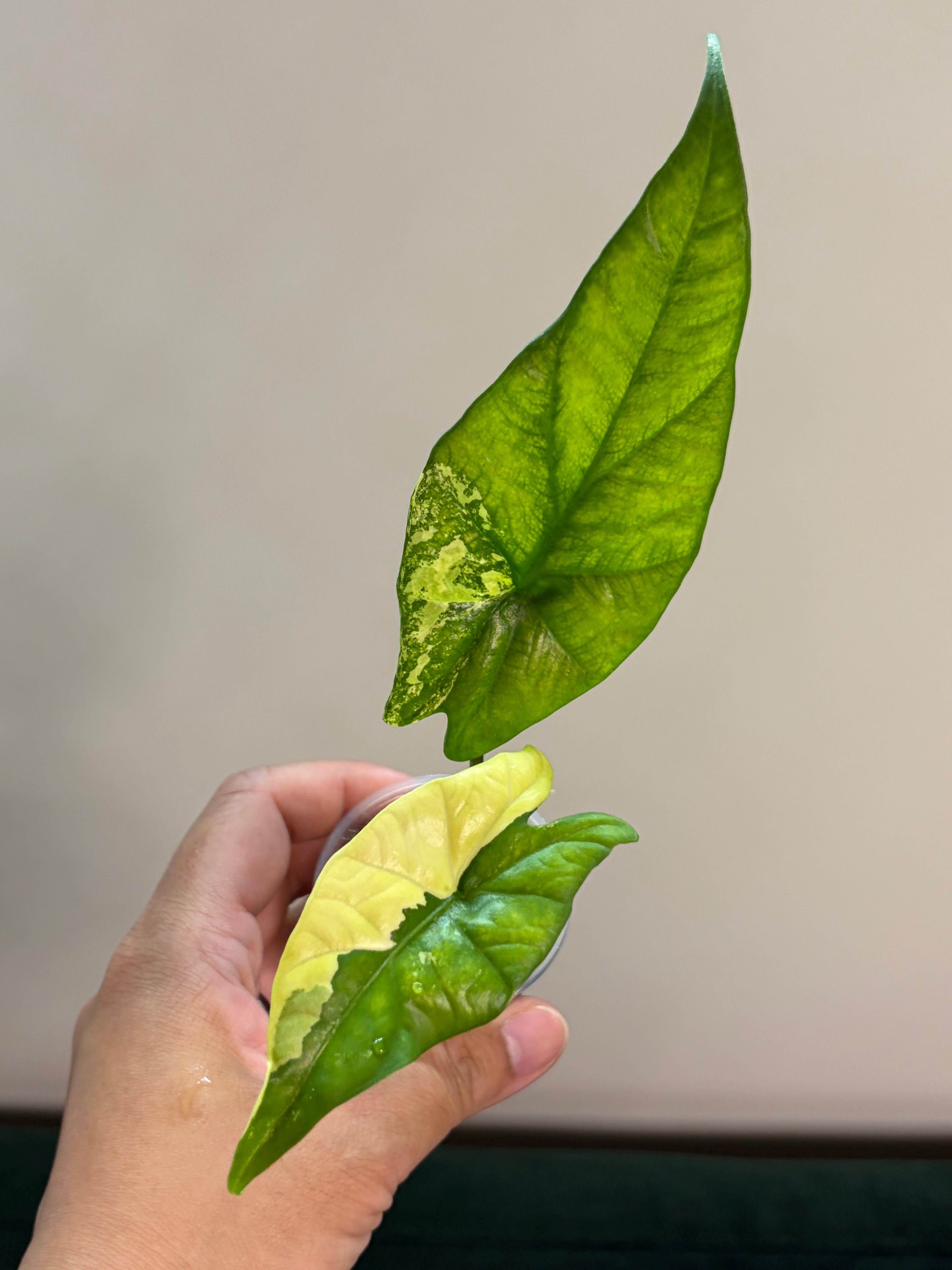 Alocasia Simpo aurea #5