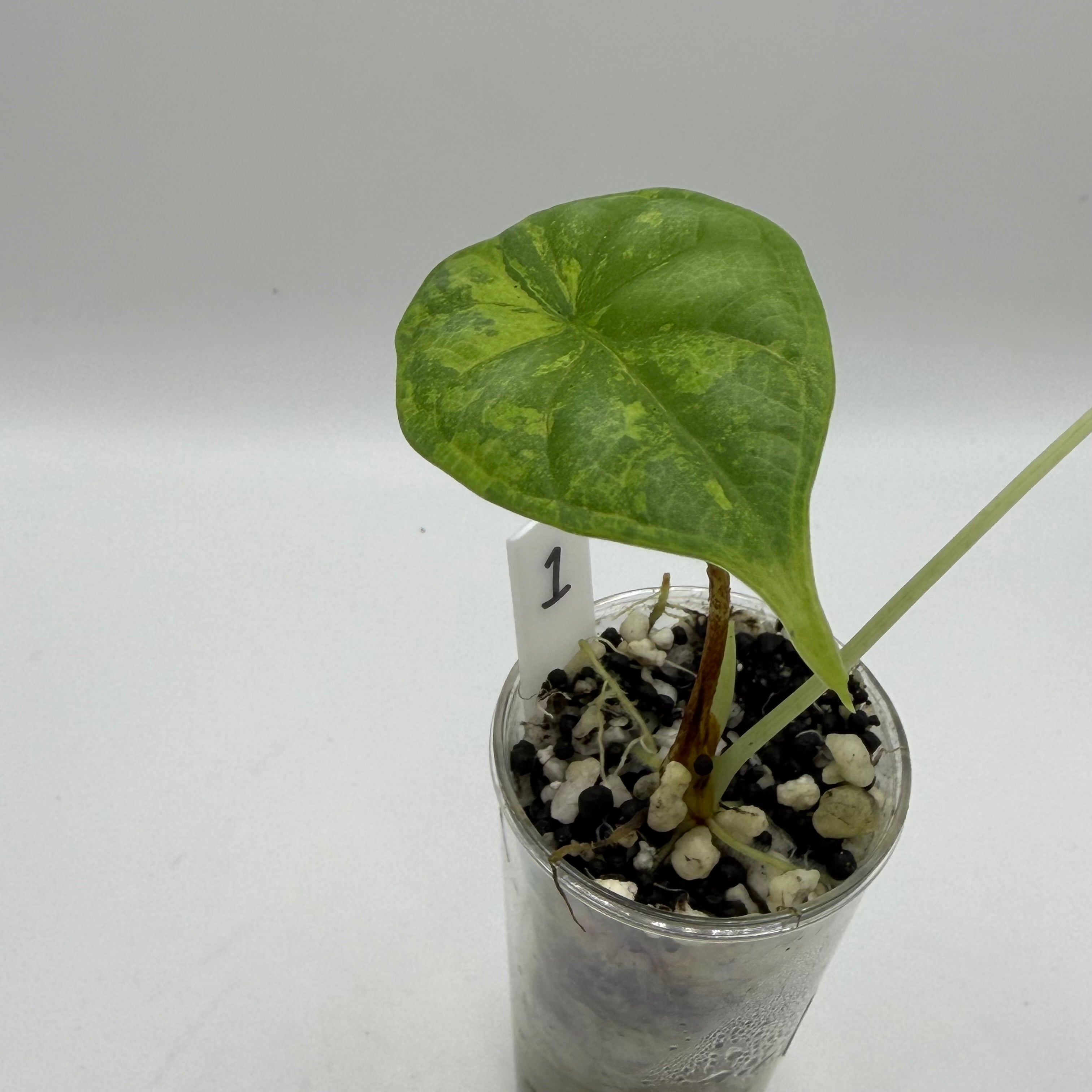 Alocasia Dragon scale variegata