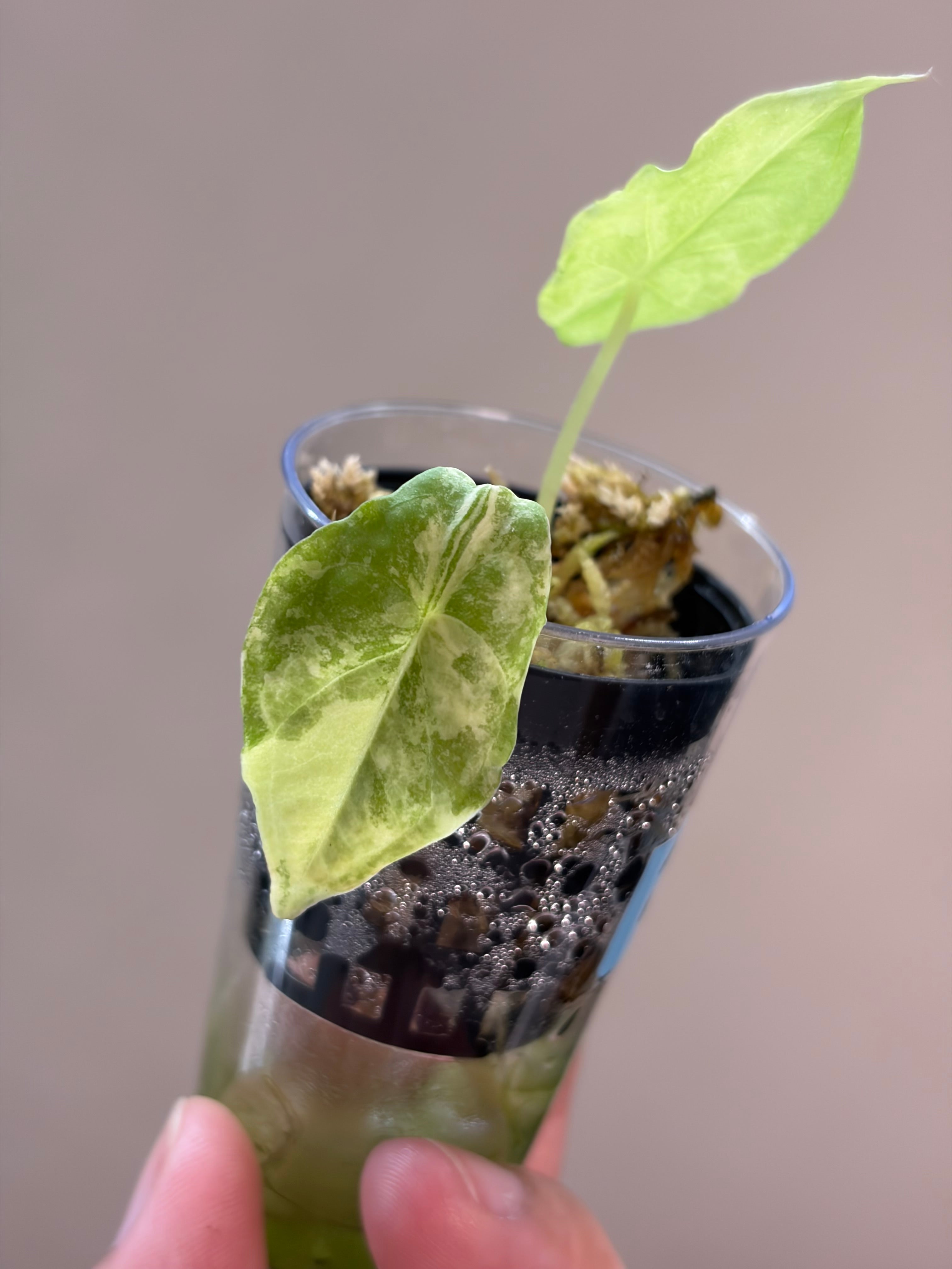 Alocasia Dragons breath aurea #3