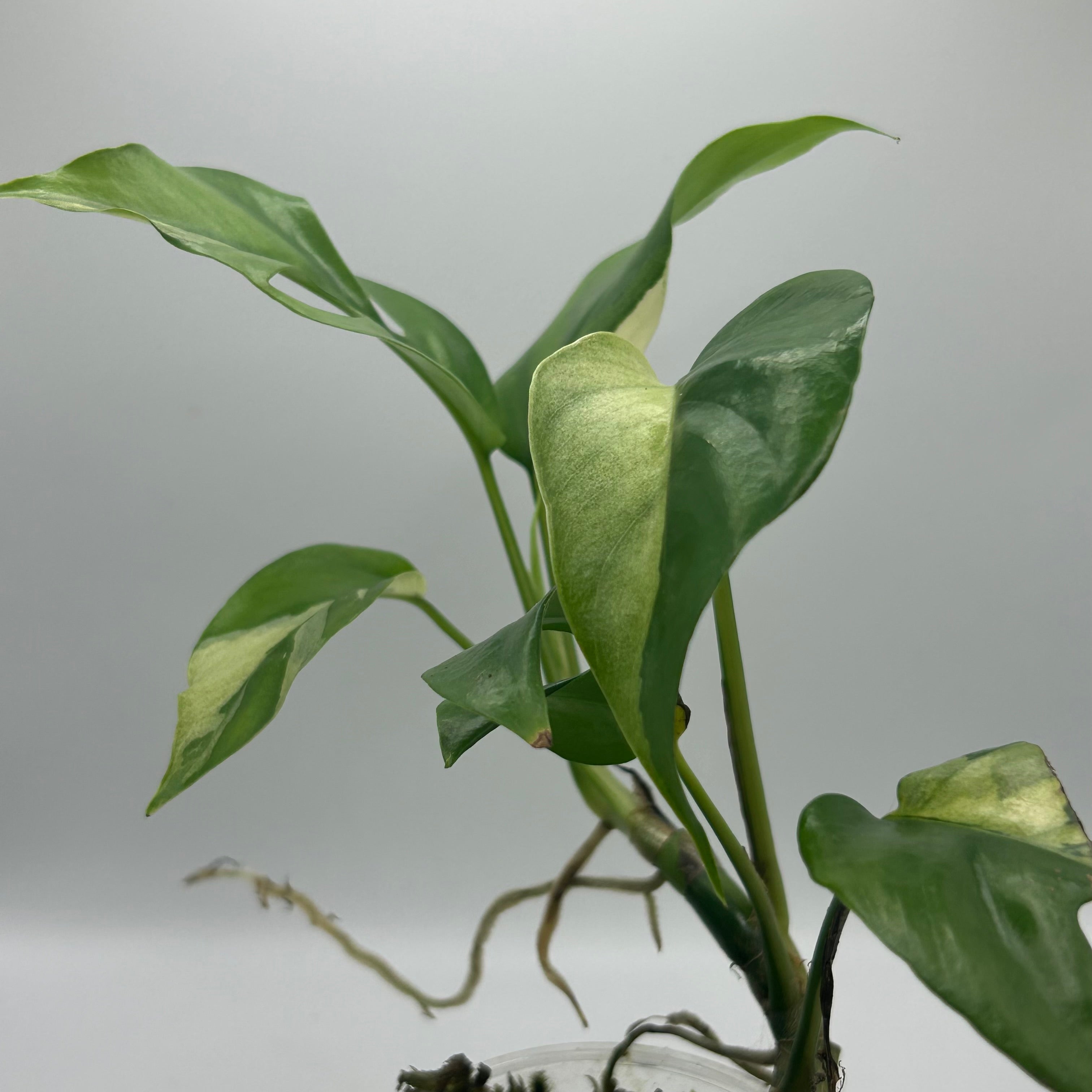 Rhaphidophora Tetrasperma albo