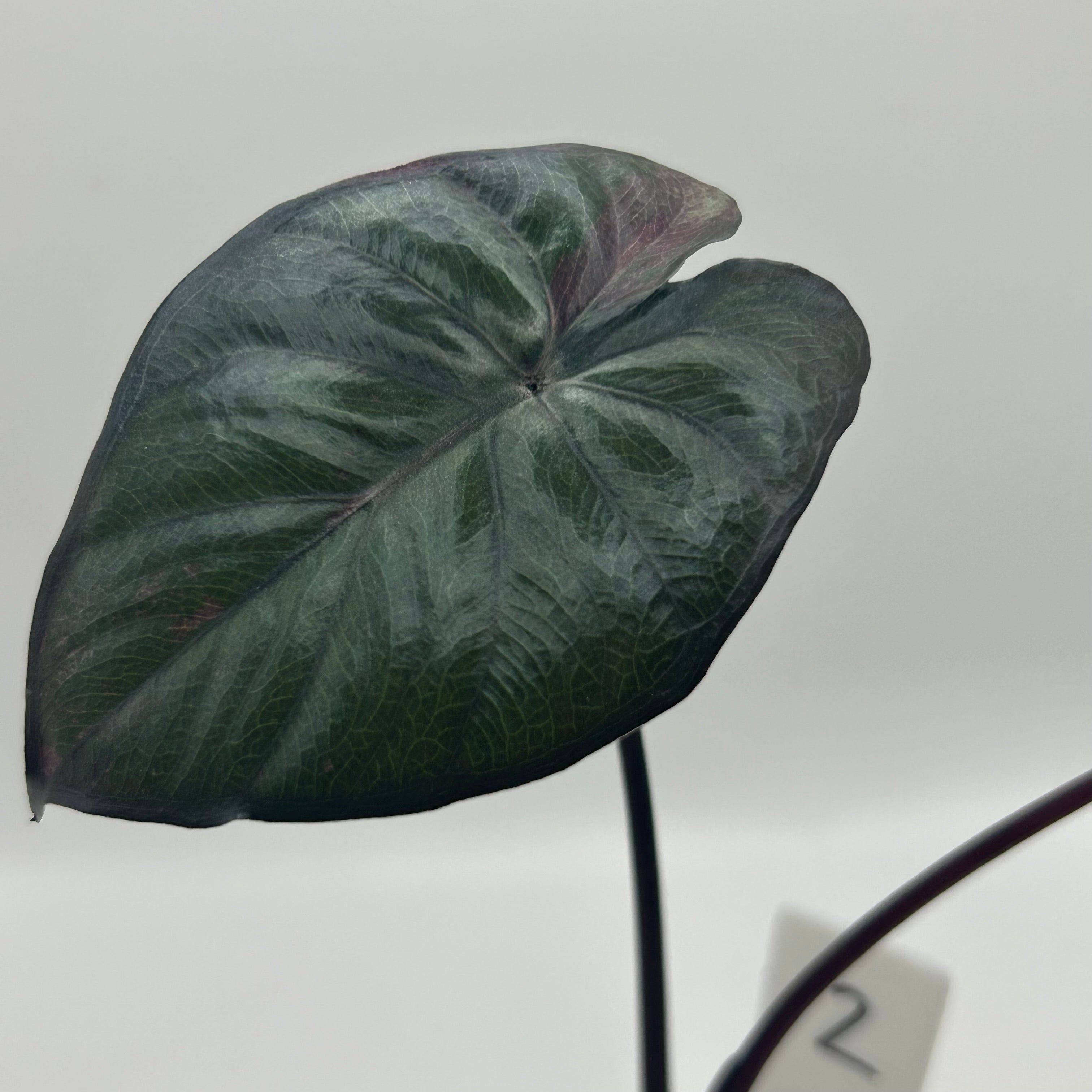 Alocasia Serendipity pink #2
