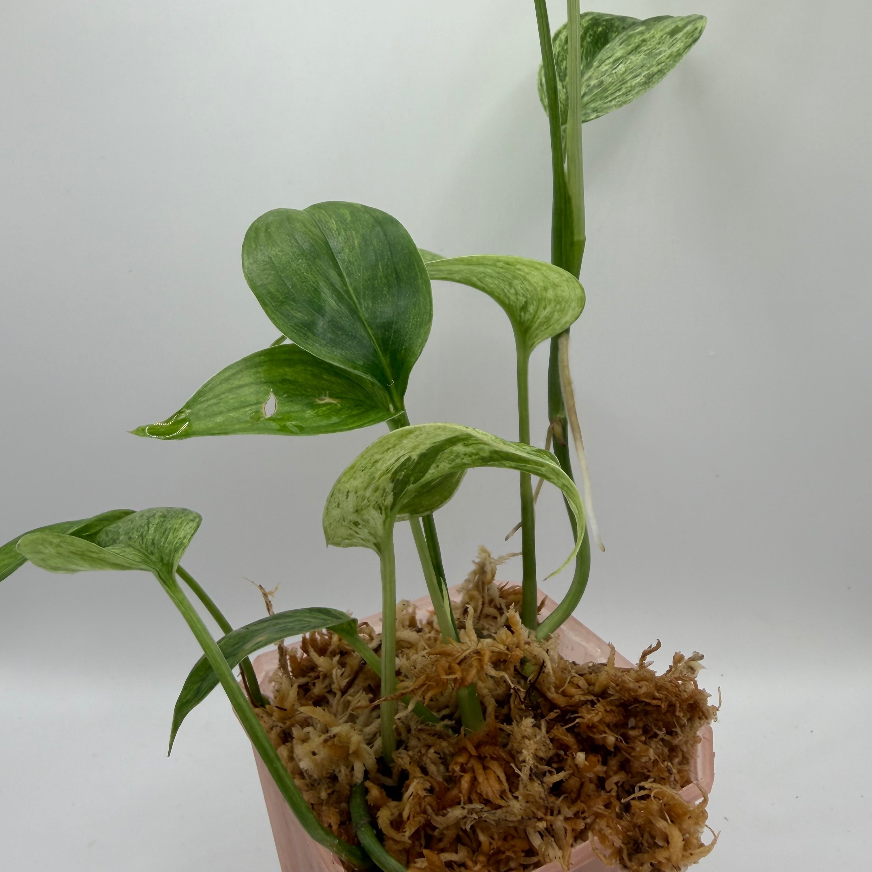 Scindapsus Sp. salaka blue albo