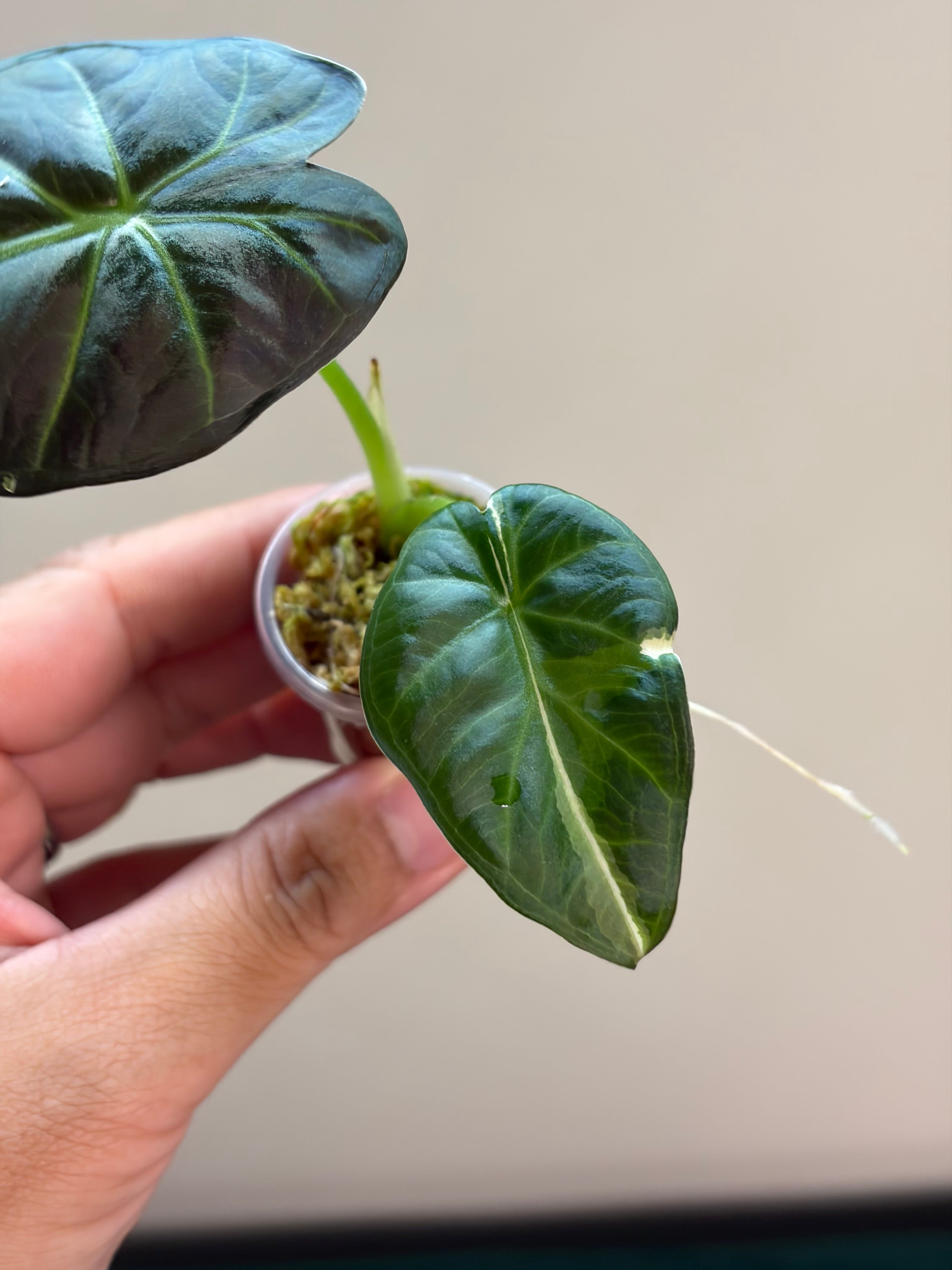 Alocasia Regal shield albo #1