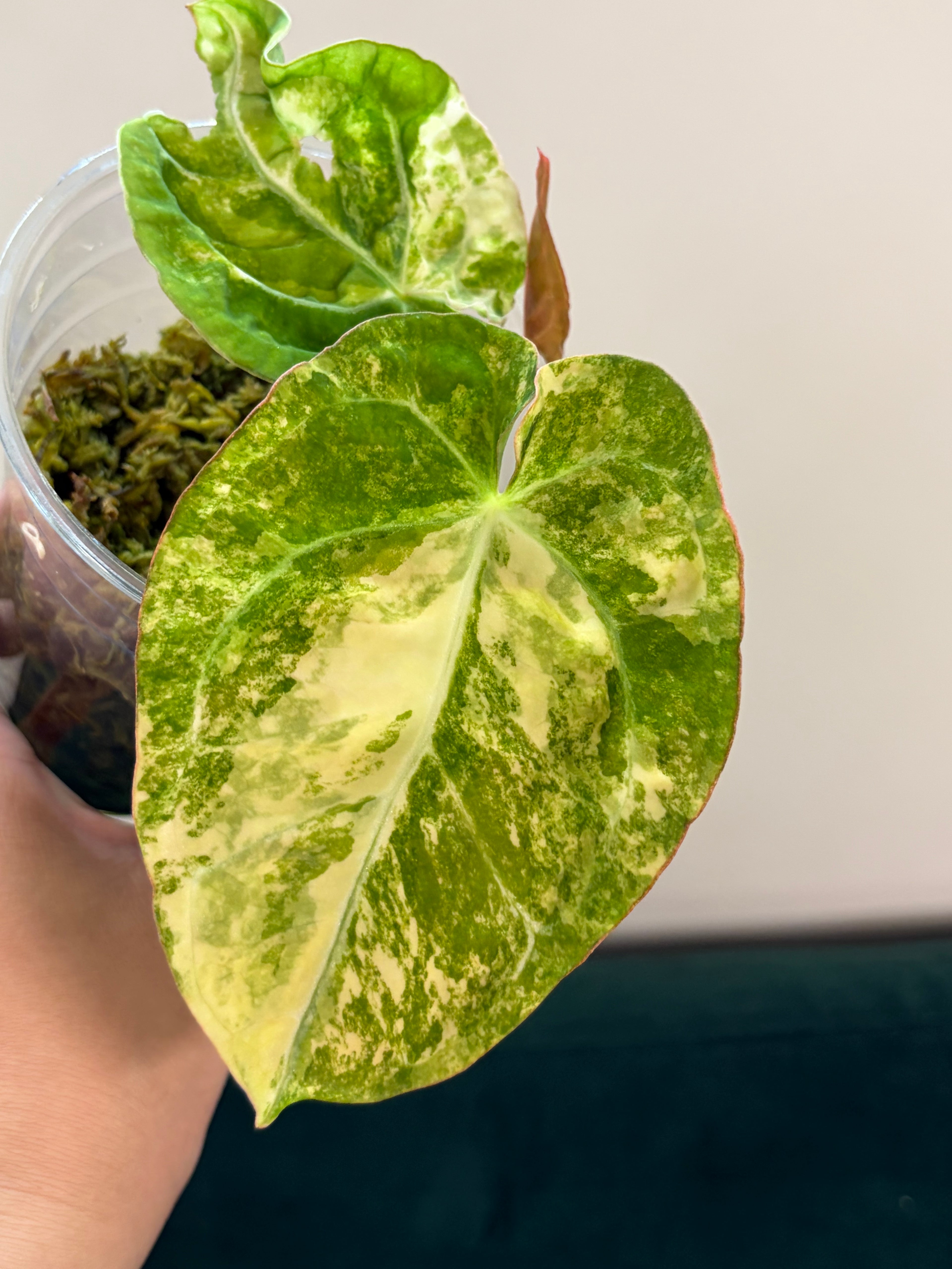 Anthurium Forgetii variegated x Dark Crystallinum