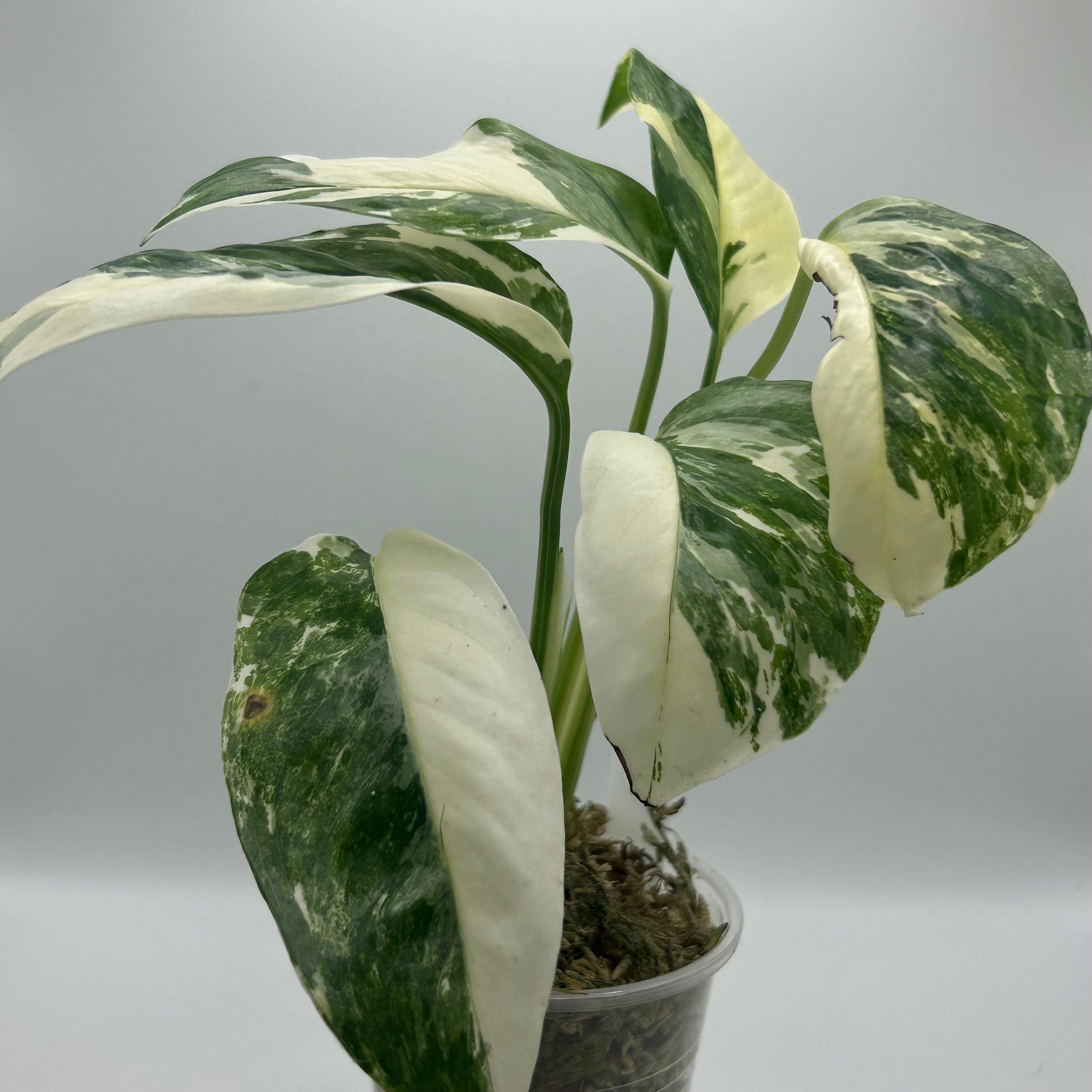 Monstera Lechleriana albo #1
