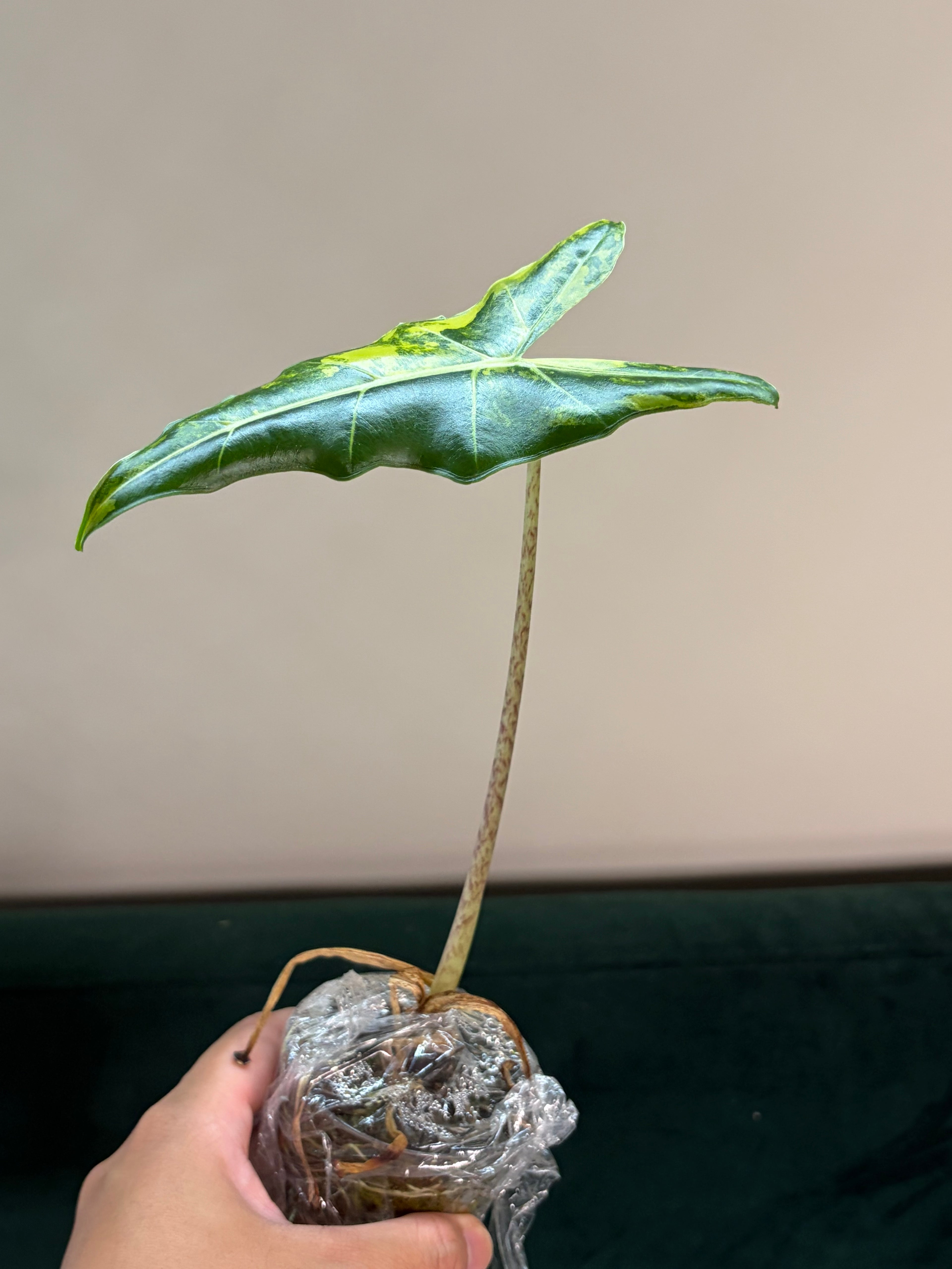 Alocasia Sarian aurea #1