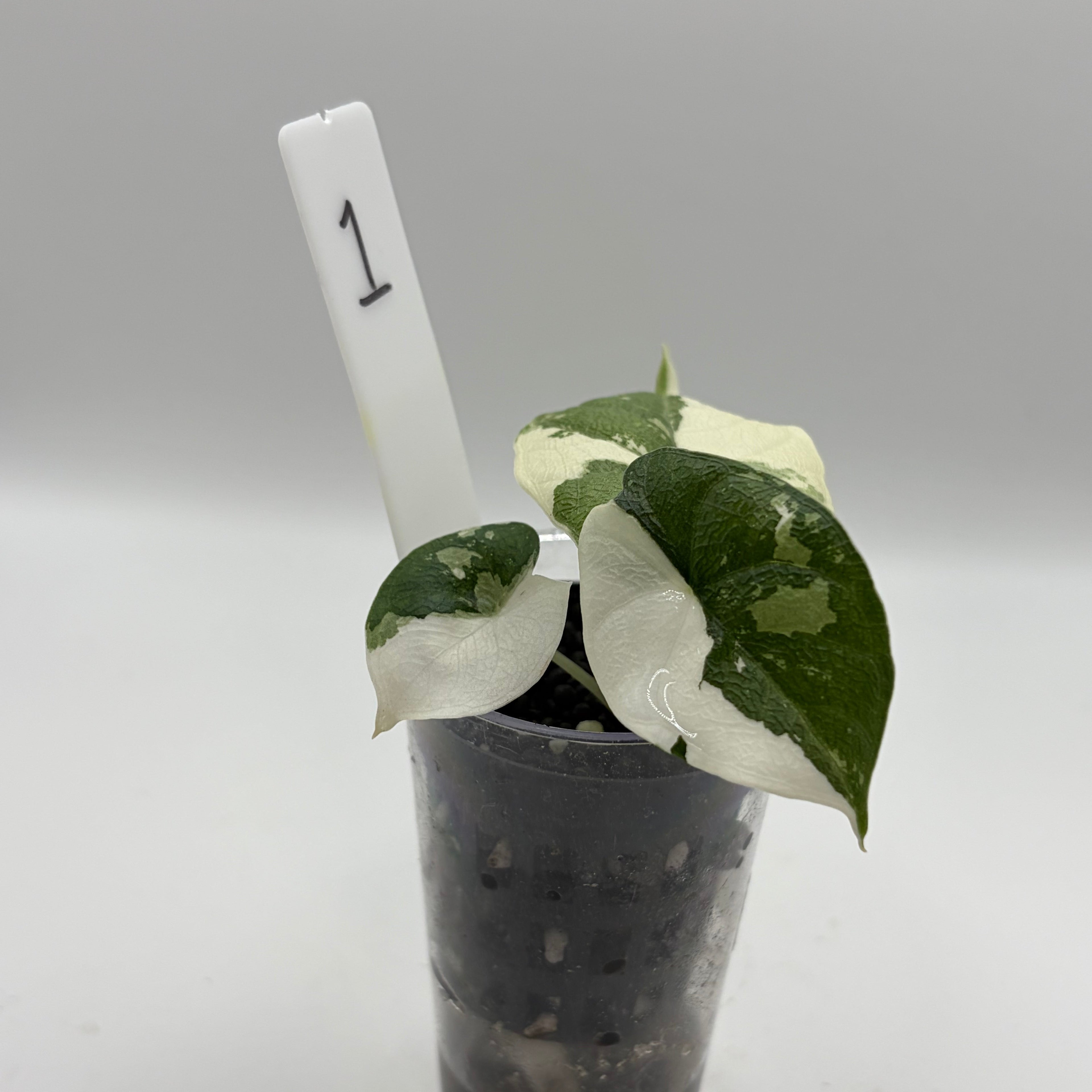 Alocasia Melo albo #1