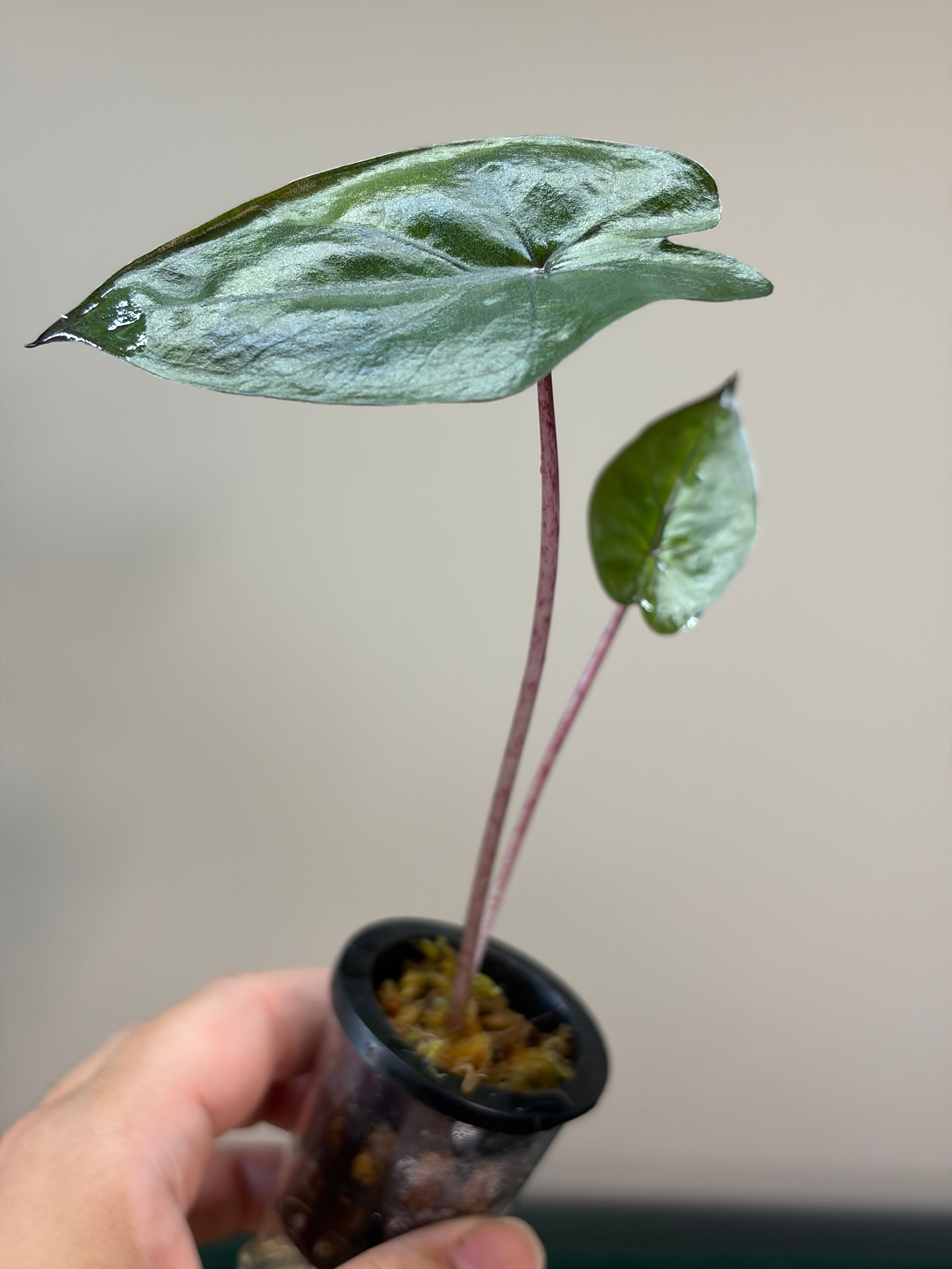 Alocasia Plumbea gold #1