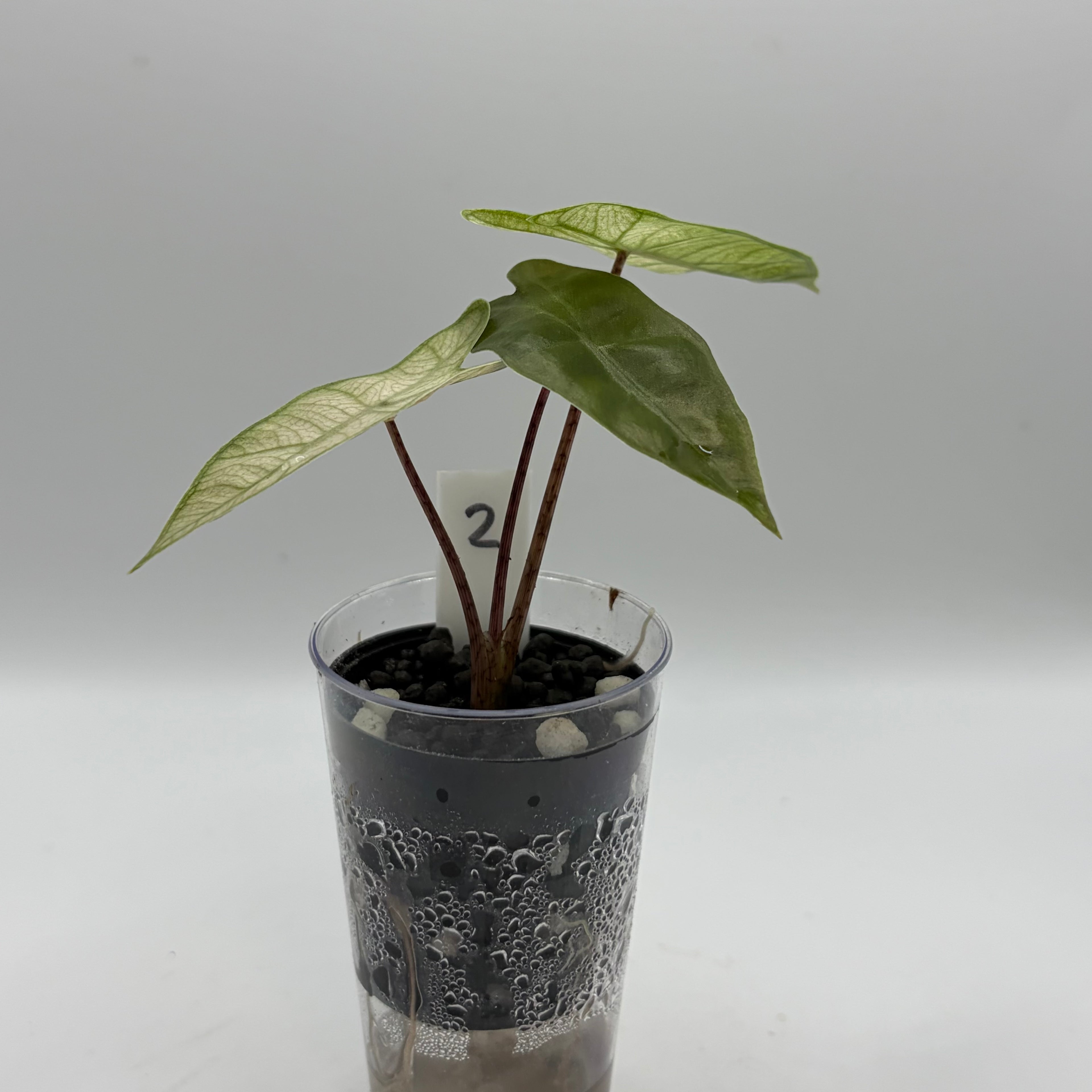 Alocasia Pseudo sanderiana pink #2