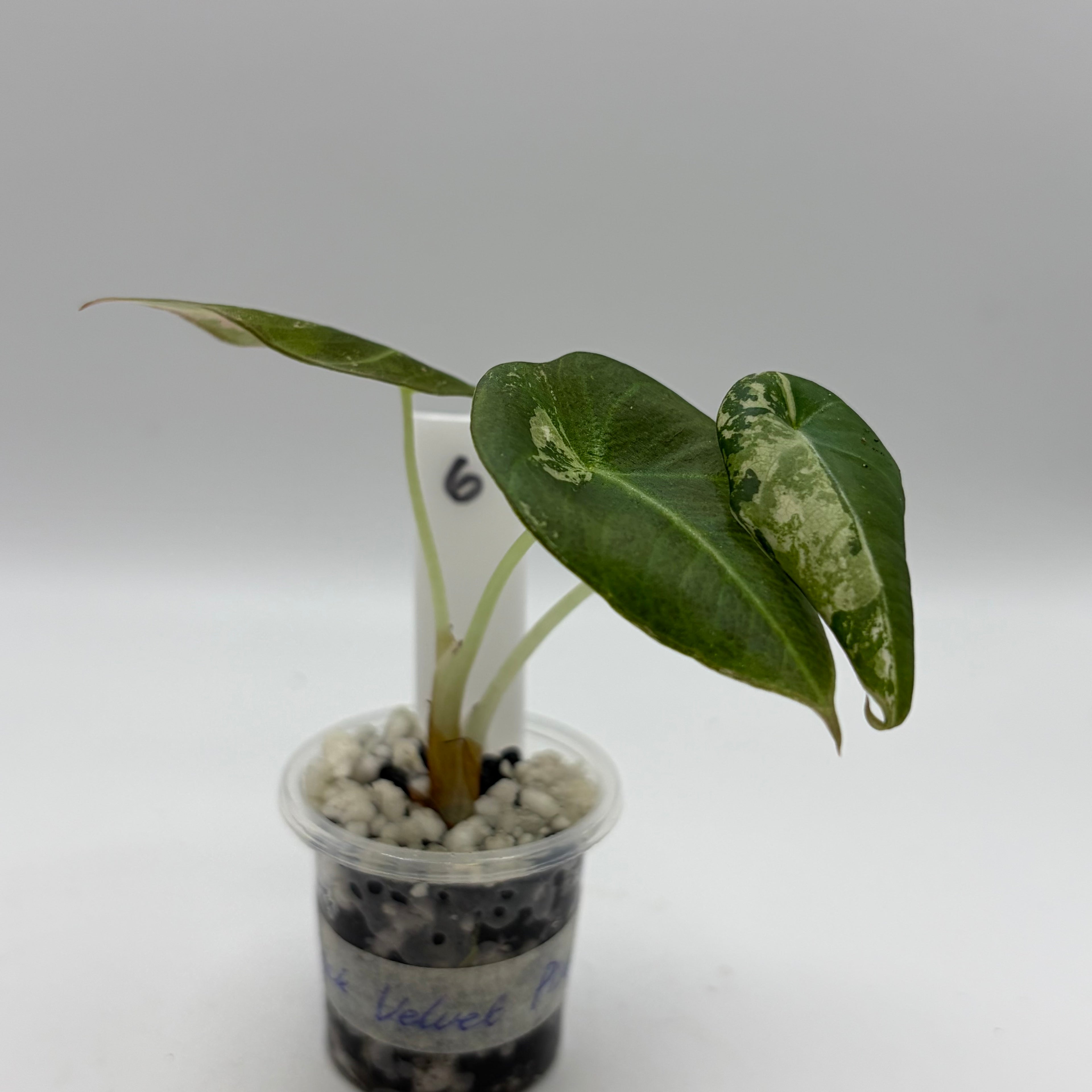 Alocasia Black velvet pink