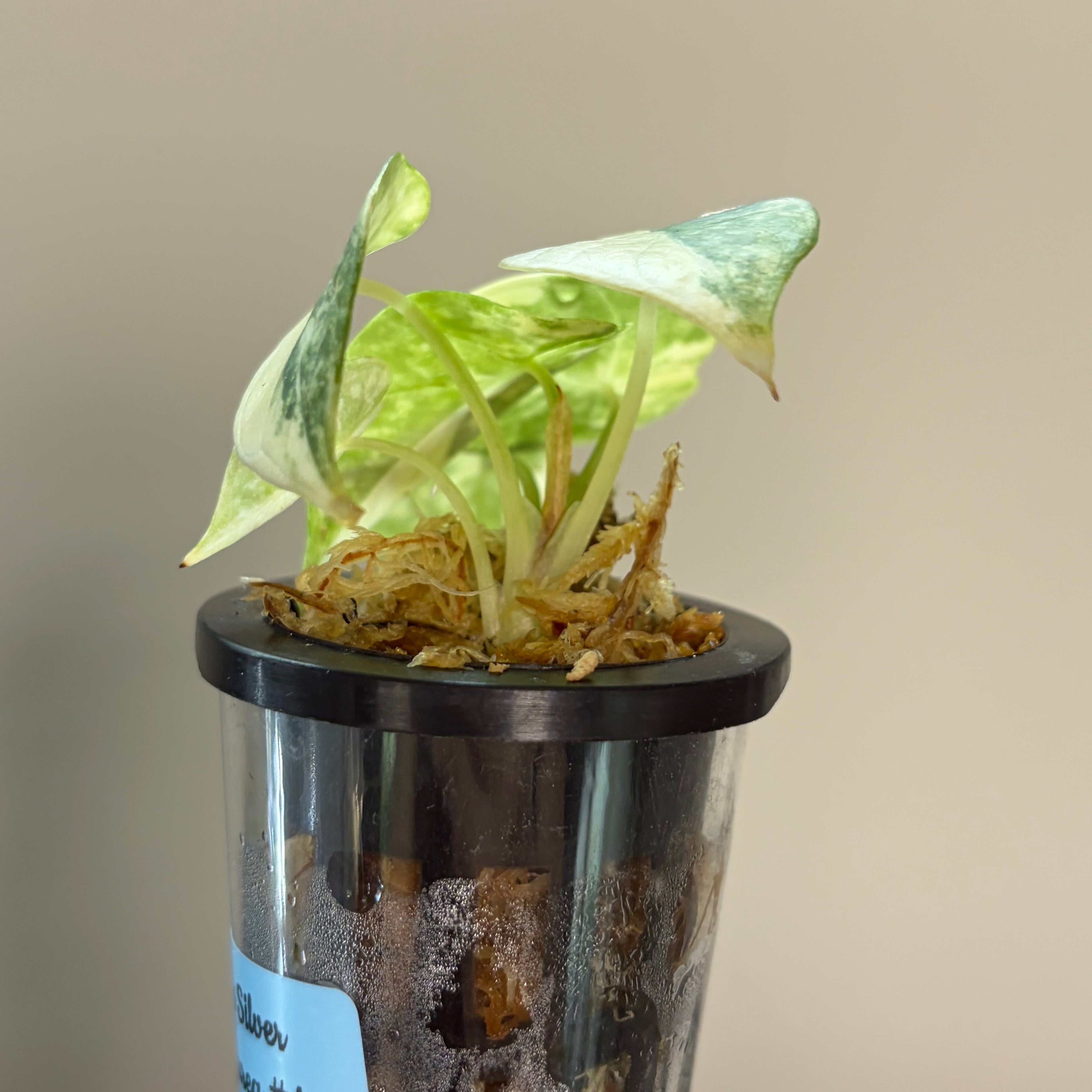 Alocasia Silver dragon aurea