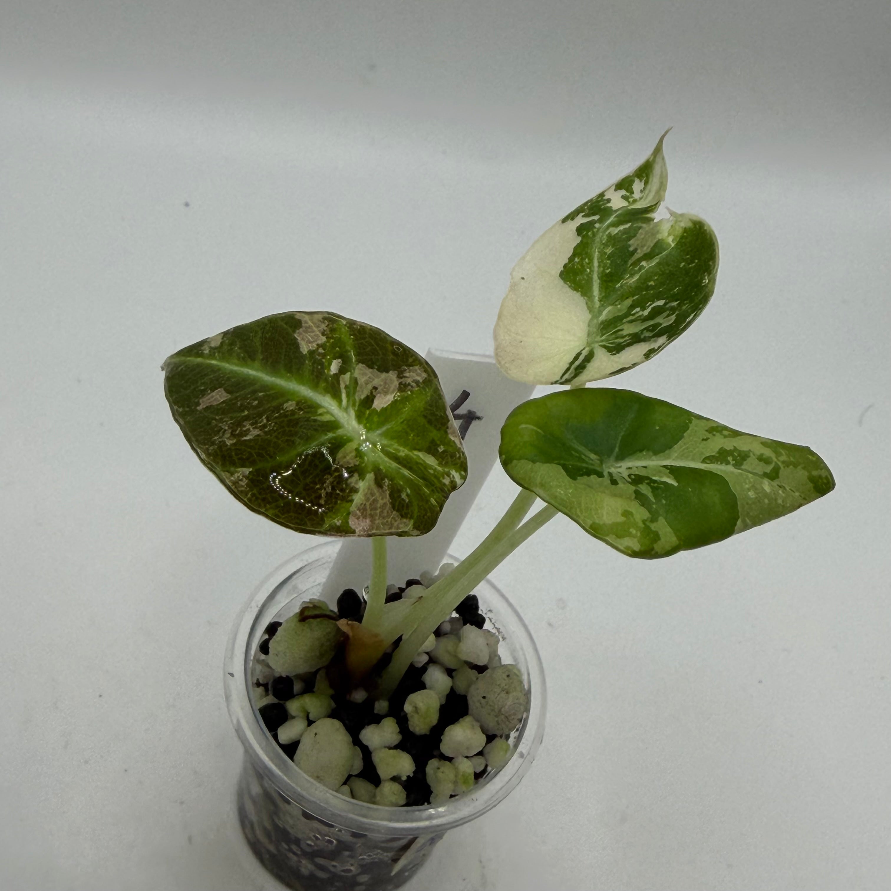 Alocasia Black velvet pink