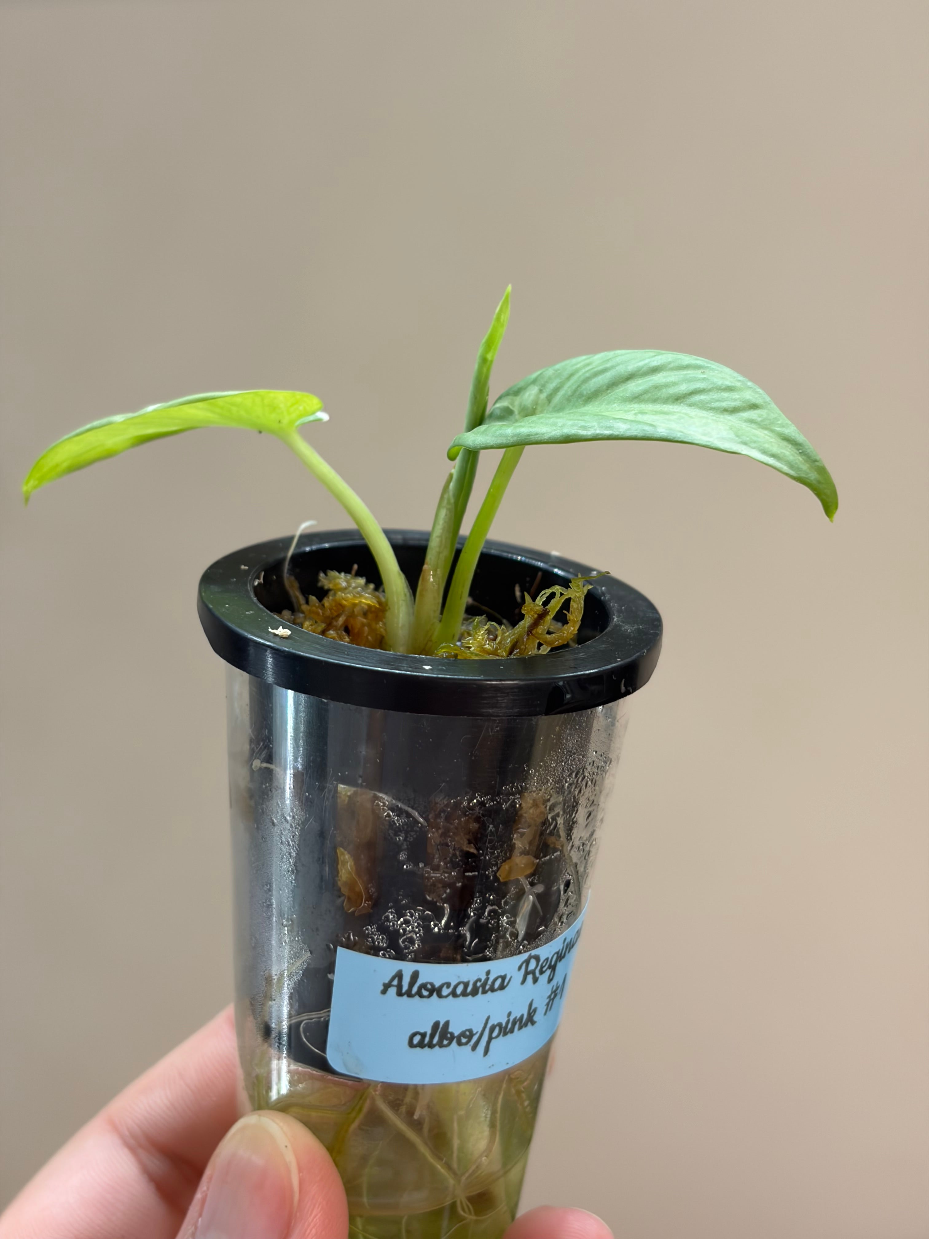 Alocasia Reginae albo/pink #1
