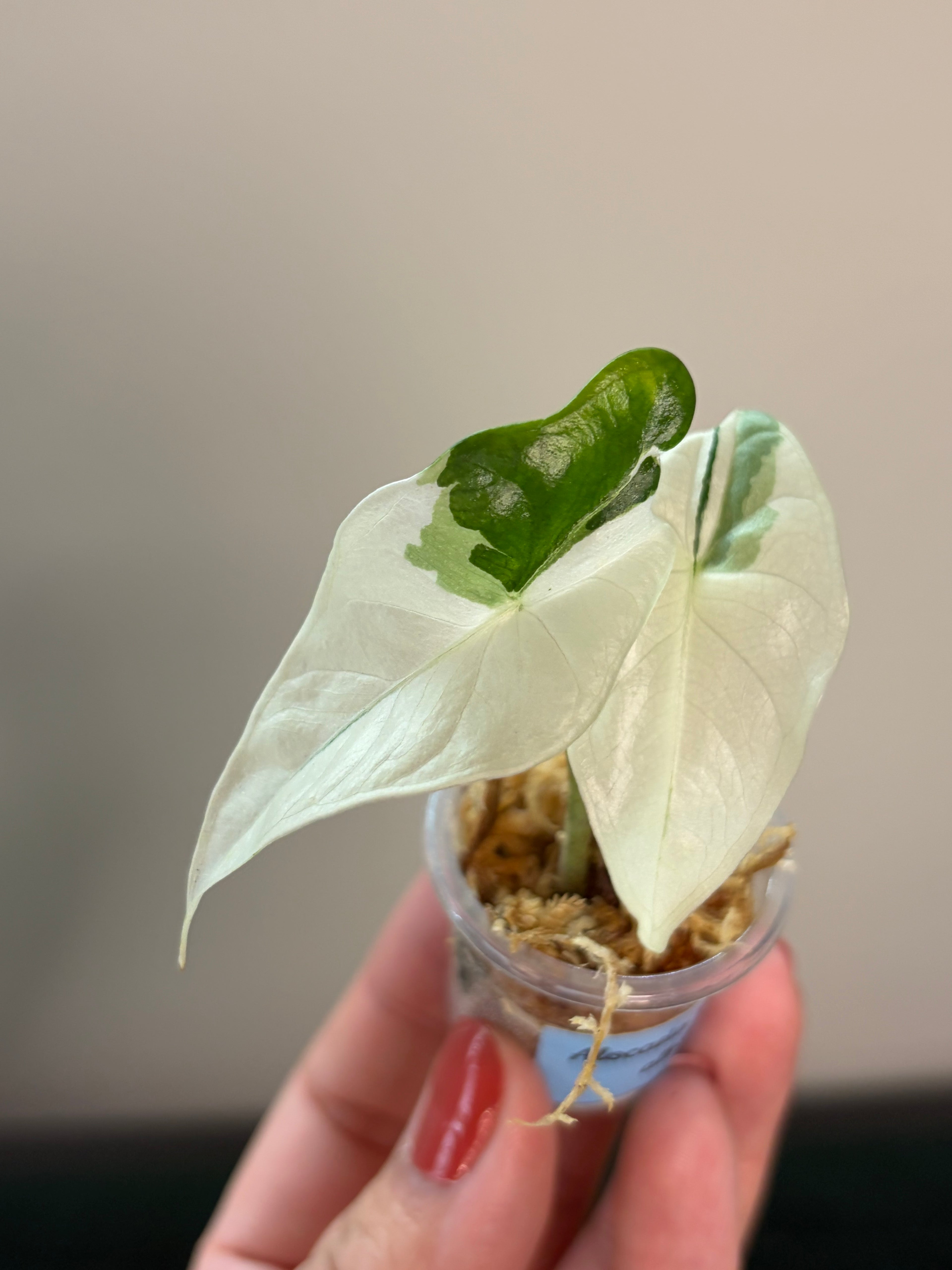 Alocasia Fornicata albo #1