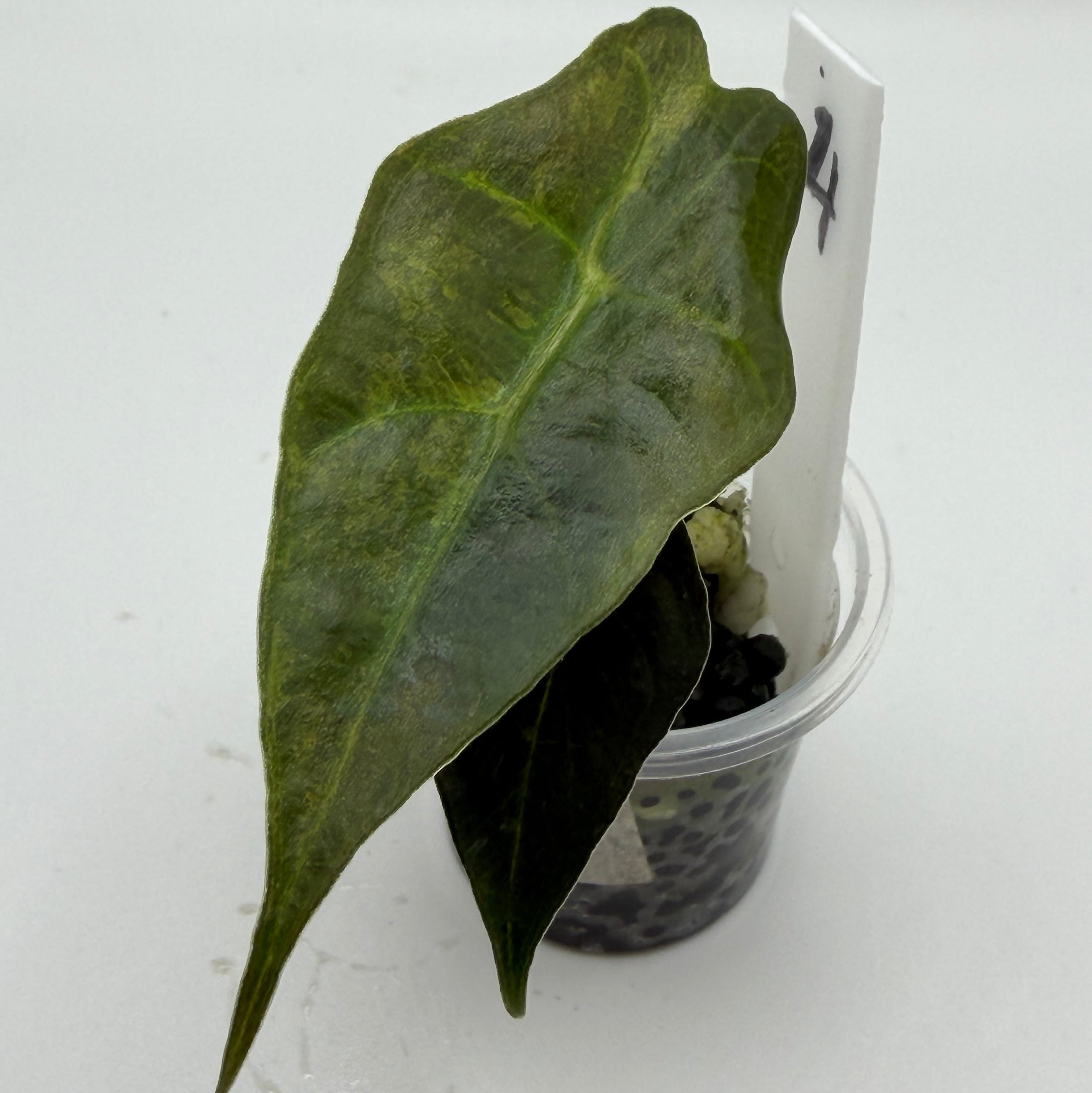 Alocasia Sanderiana bull aurea #4